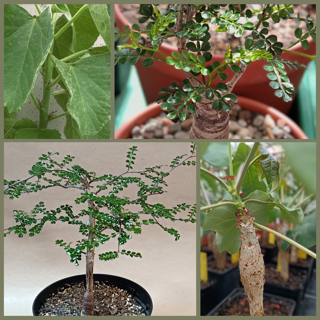 Caudex & Sukkulente Bäume