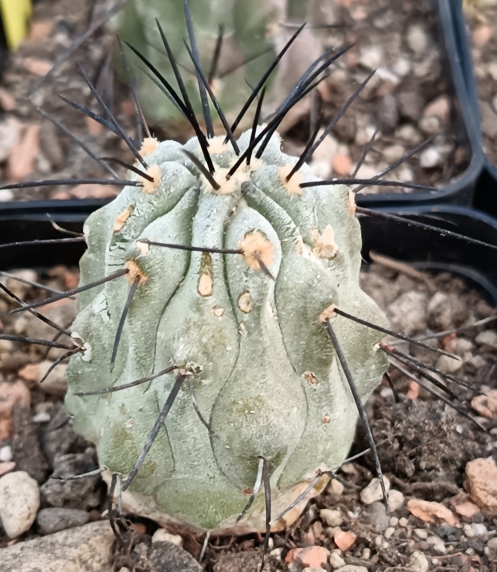 Copiapoa cinerea var. dealbata – Seltenes Exemplar (Ø 3cm)