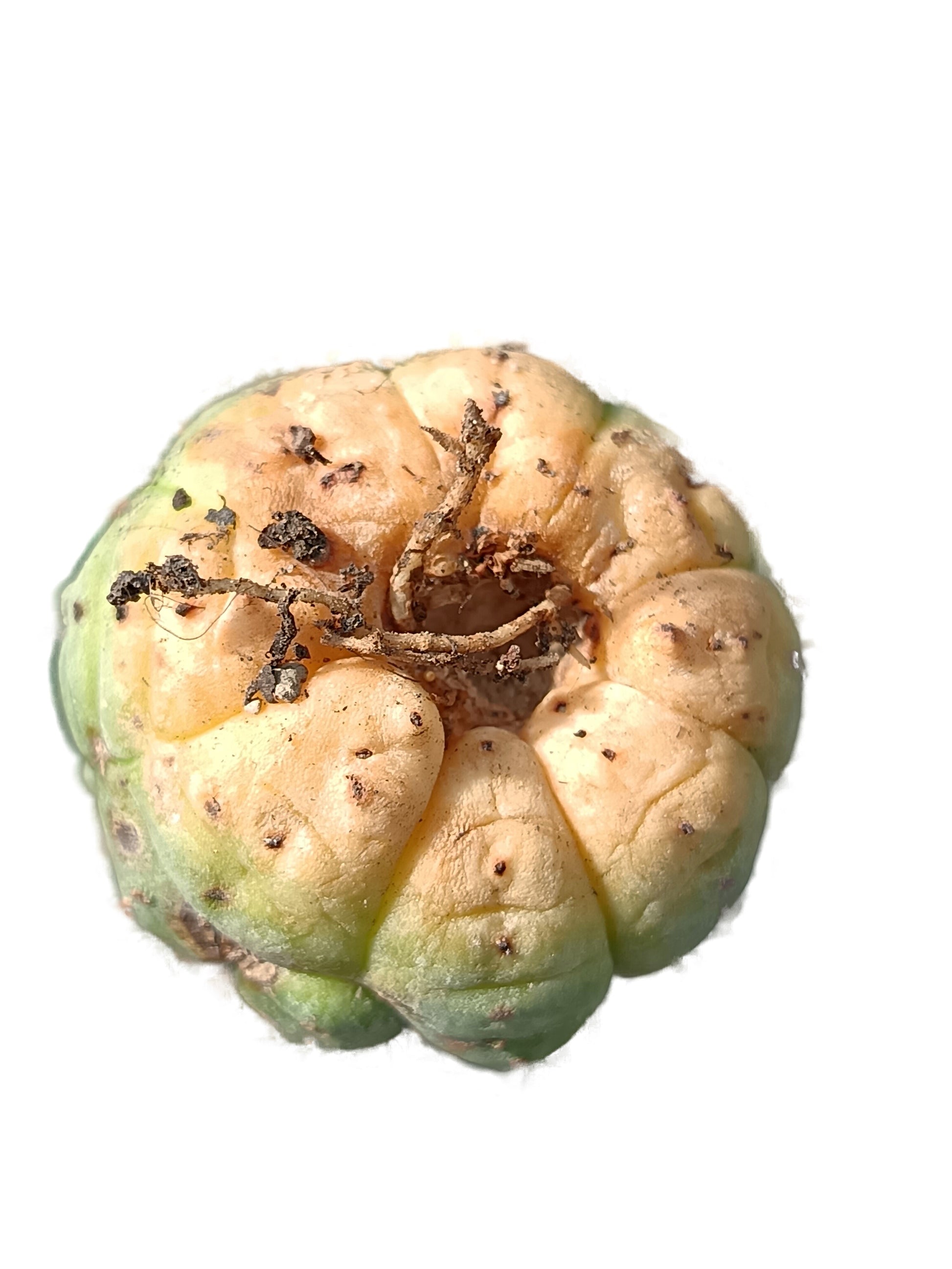 Euphorbia obesa 'kikko'