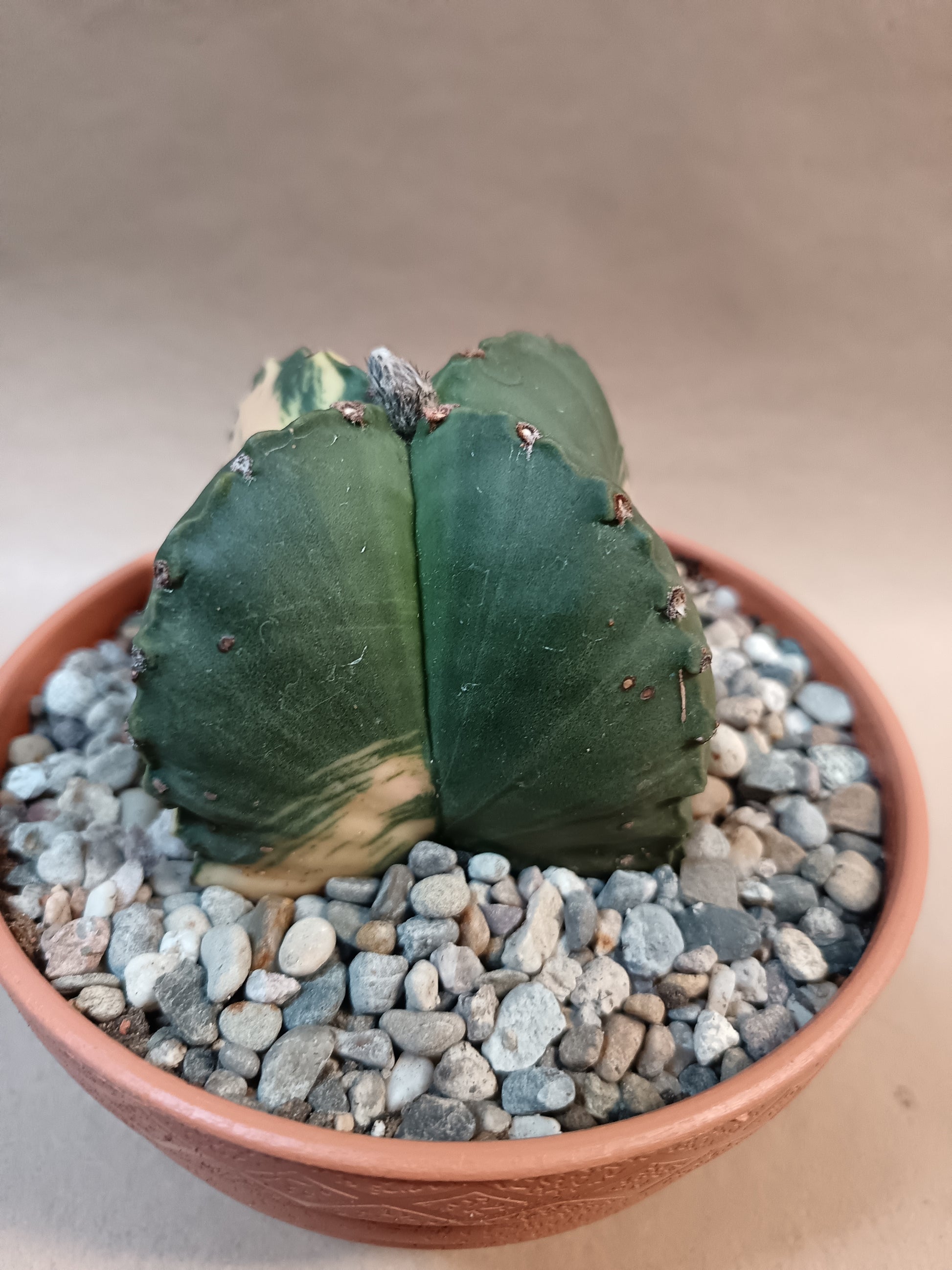 Astrophytum myriostigma f. variegata / Einzelexemplar