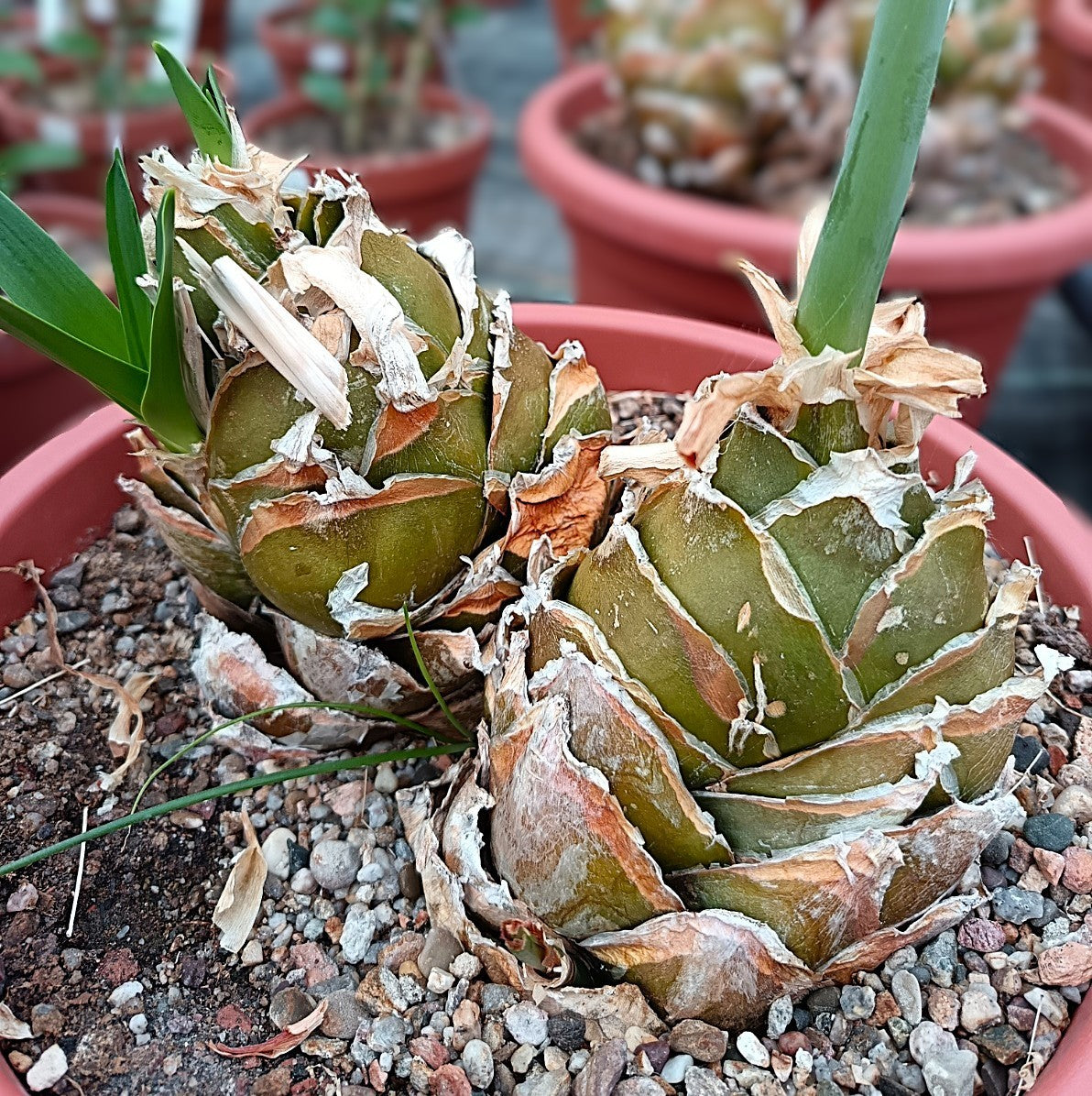 Urginea maritima / Meerzwiebel