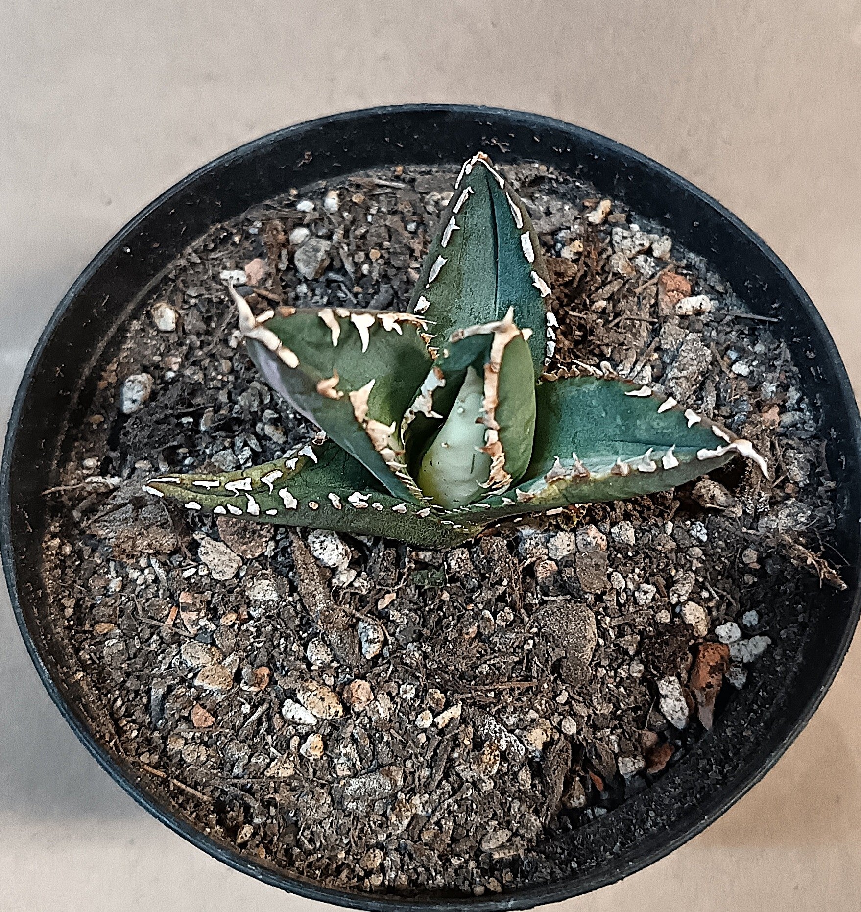 Agave titanota ‘Werewolf’  purple-striped clone #10