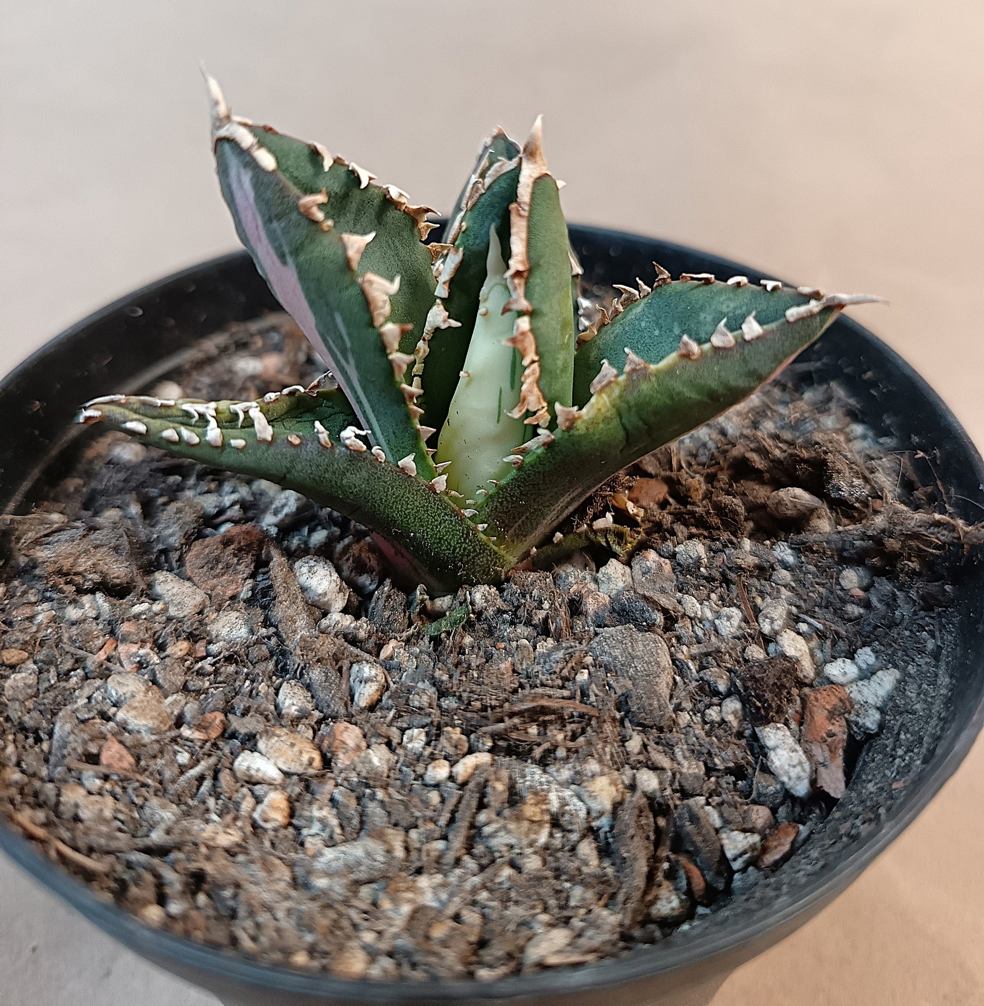 Agave titanota ‘Werewolf’  purple-striped clone #10