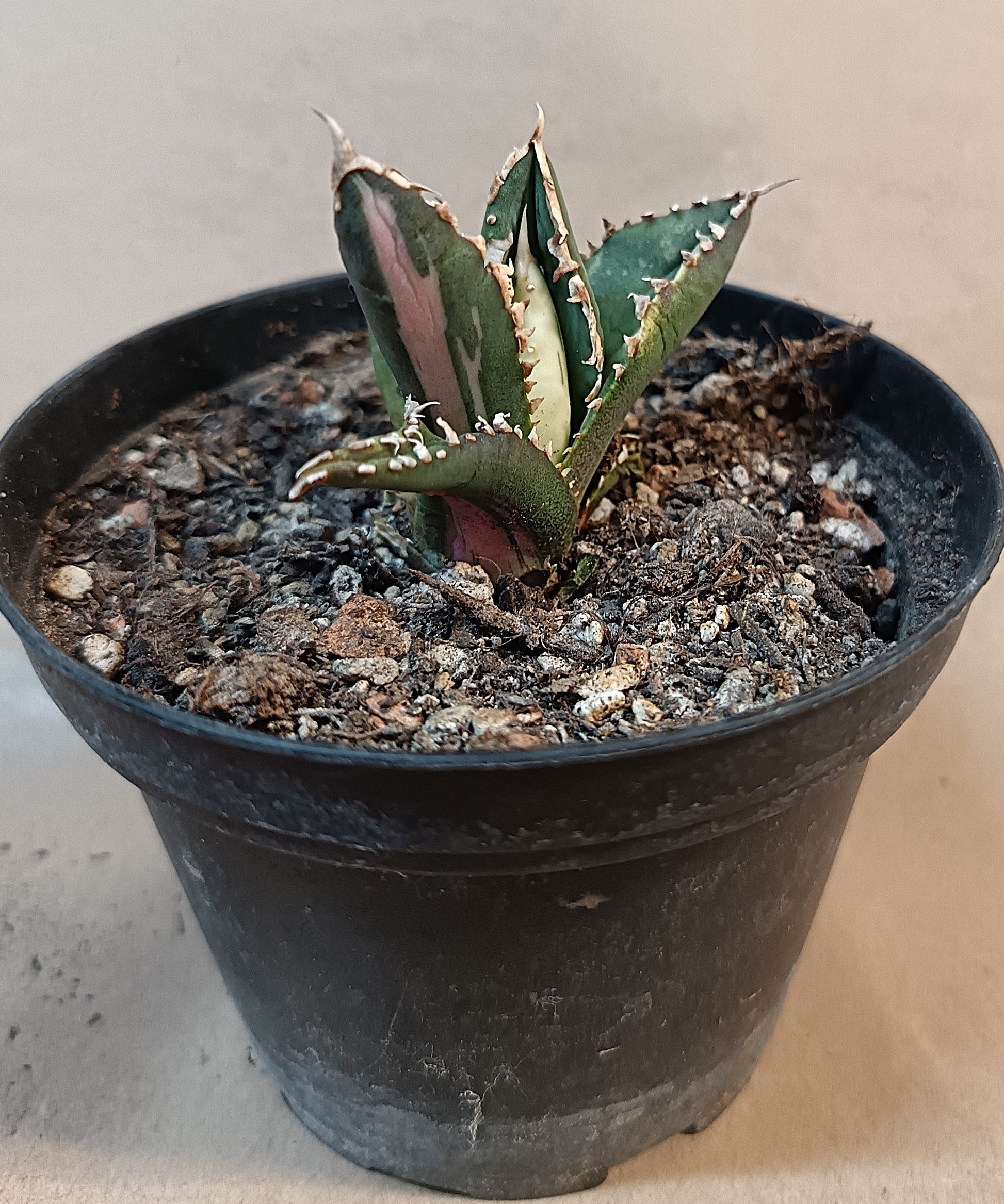 Agave titanota ‘Werewolf’  purple-striped clone