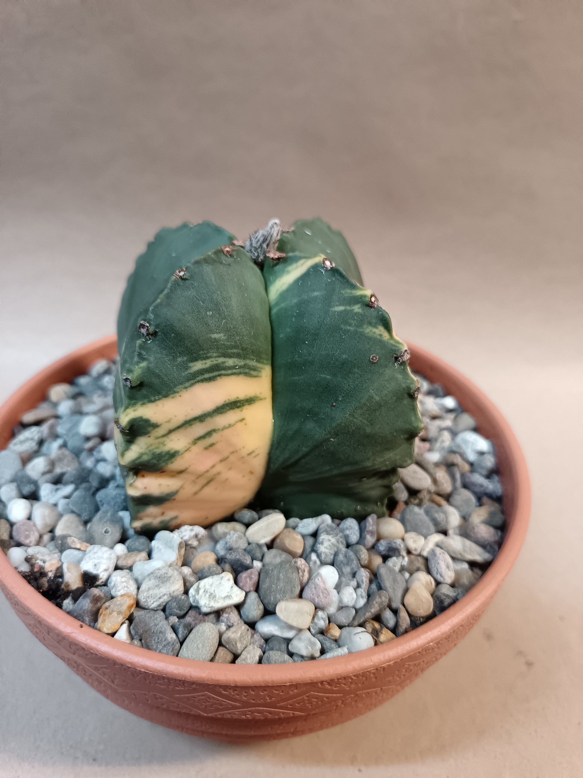 Astrophytum myriostigma f. variegata / Einzelexemplar
