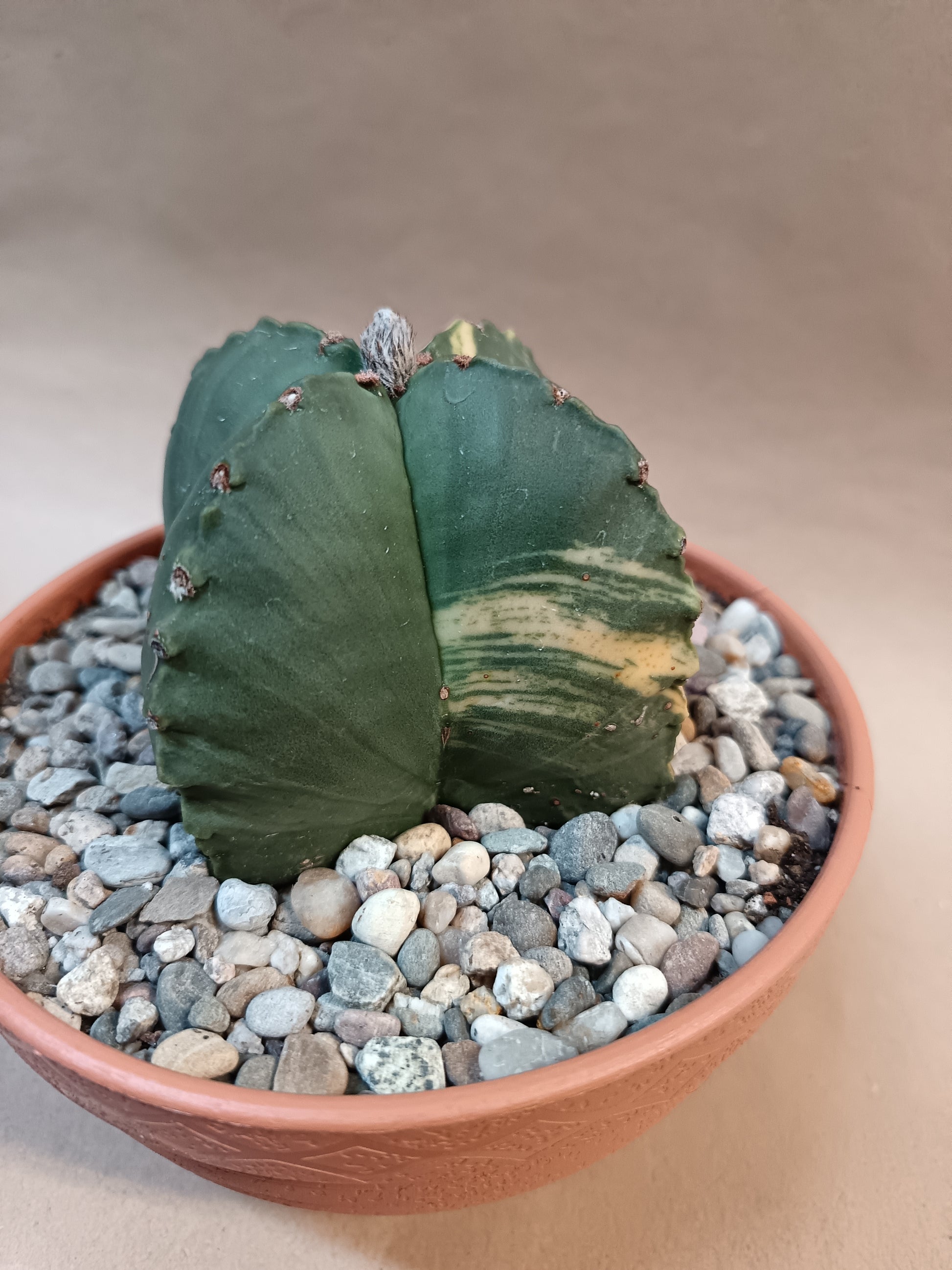 Astrophytum myriostigma f. variegata / Einzelexemplar