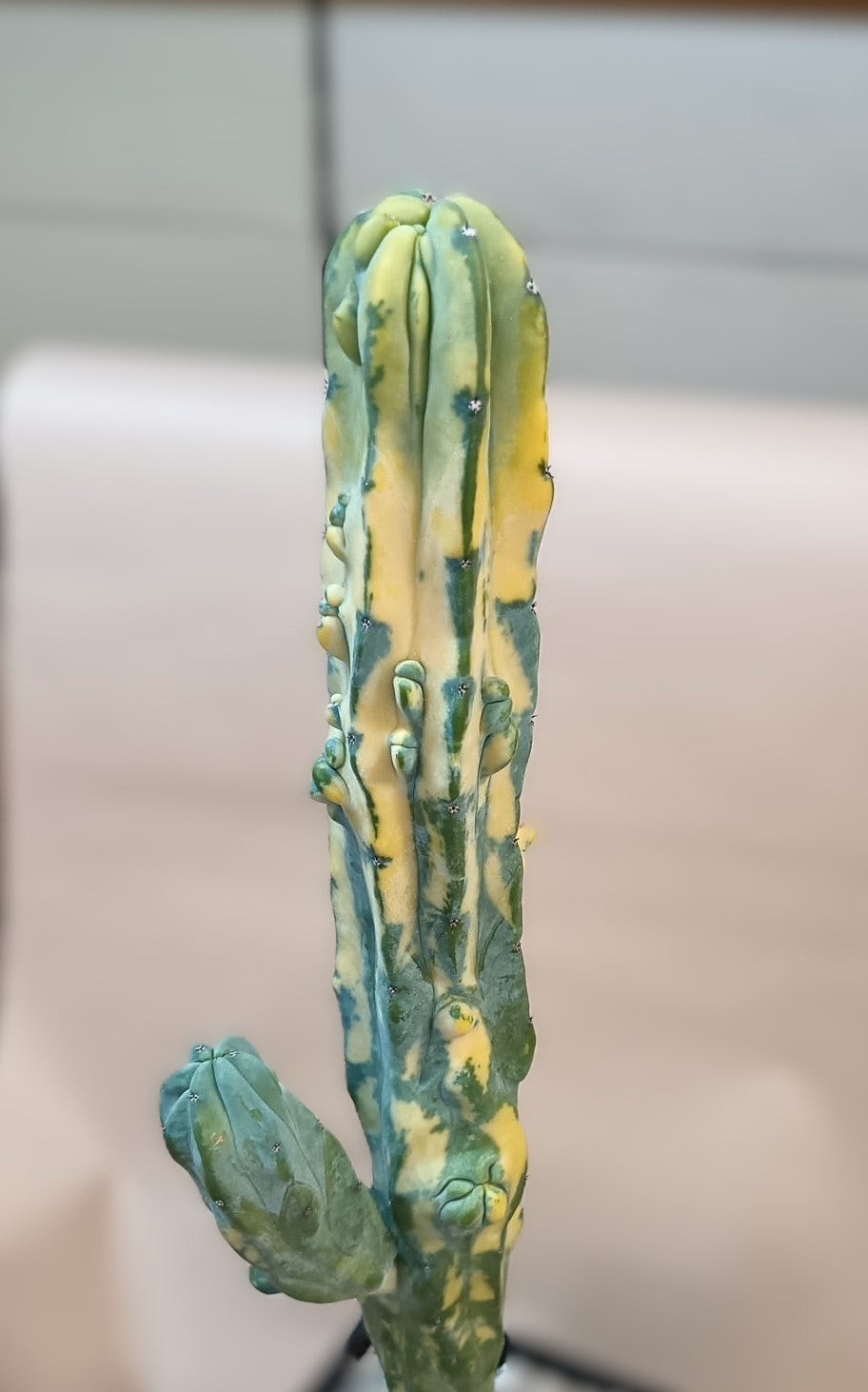 Myrtillocactus geometrizans f. variegata #1