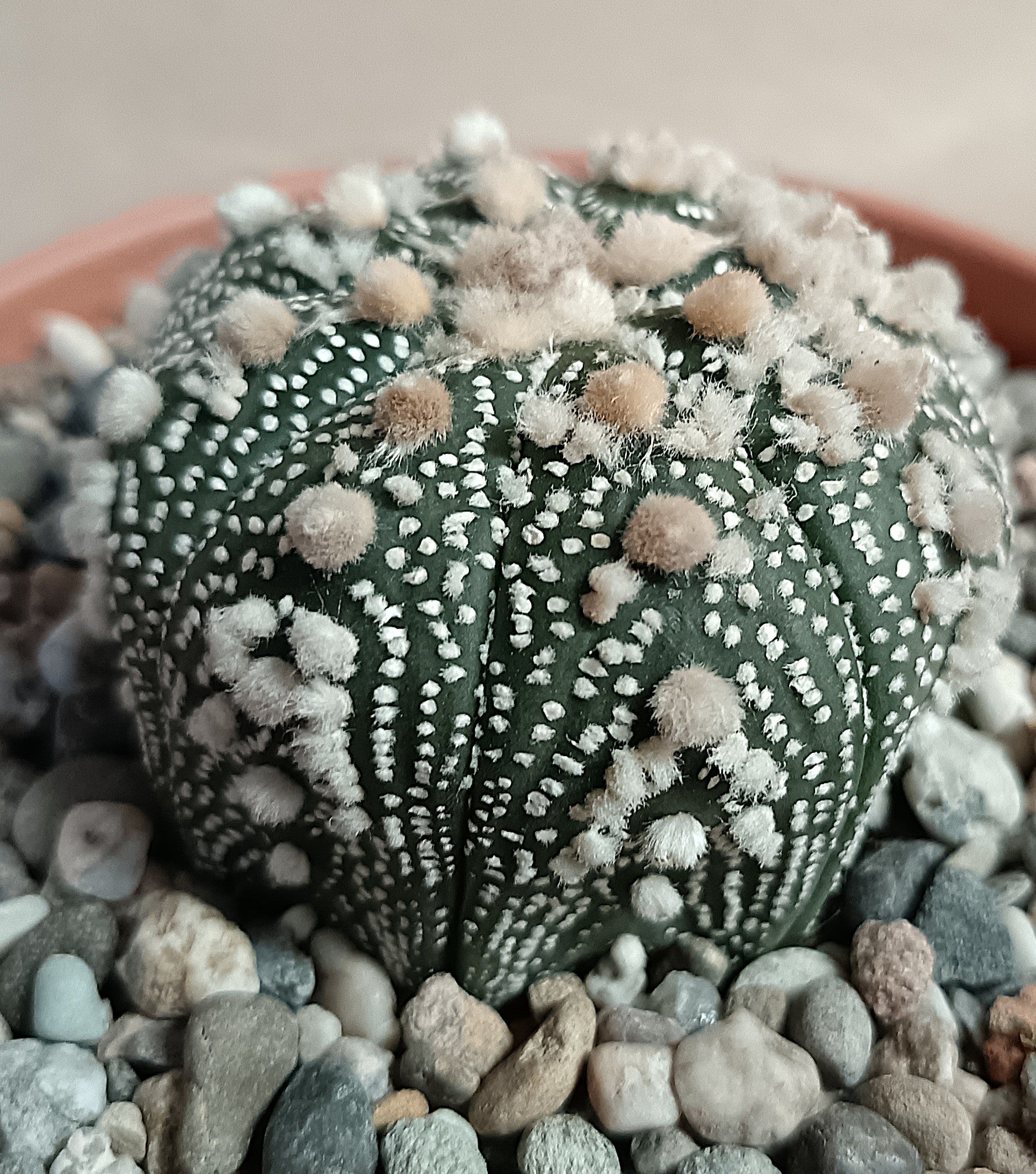 Astrophytum asterias 'Hanazono Kabuto' #2