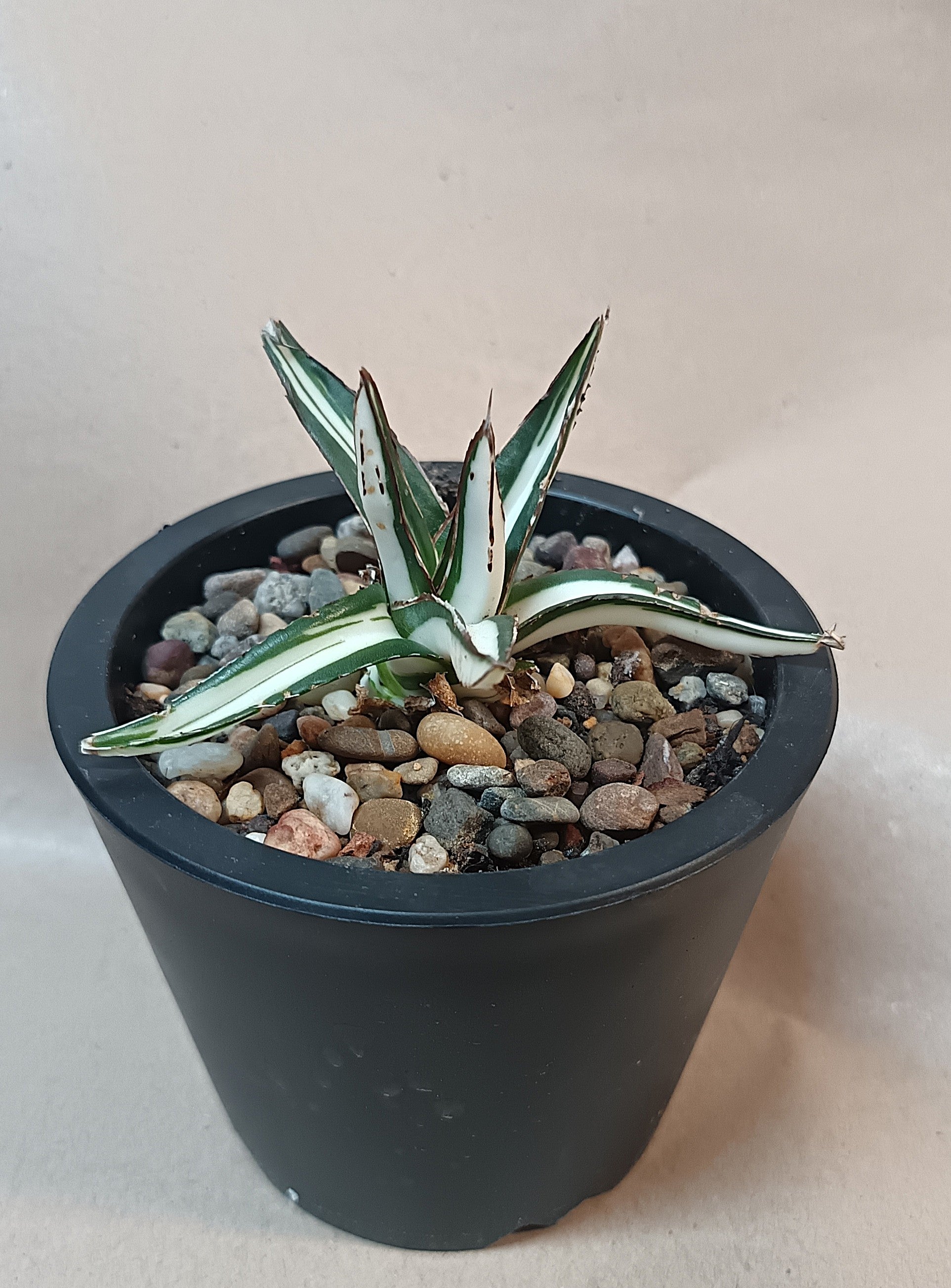 Agave victoriae-reginae mediopicta alba #1