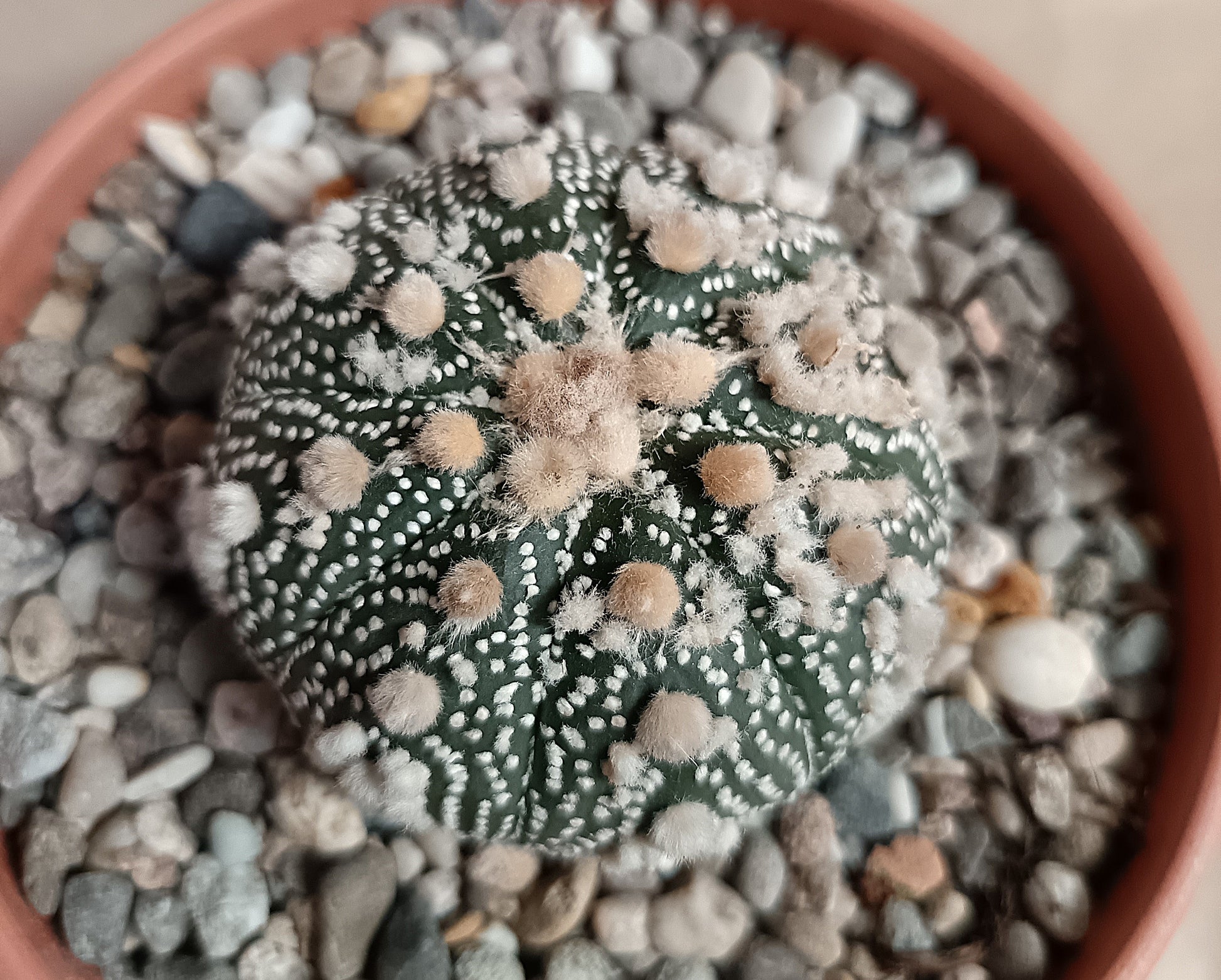 Astrophytum asterias 'Hanazono Kabuto' #2