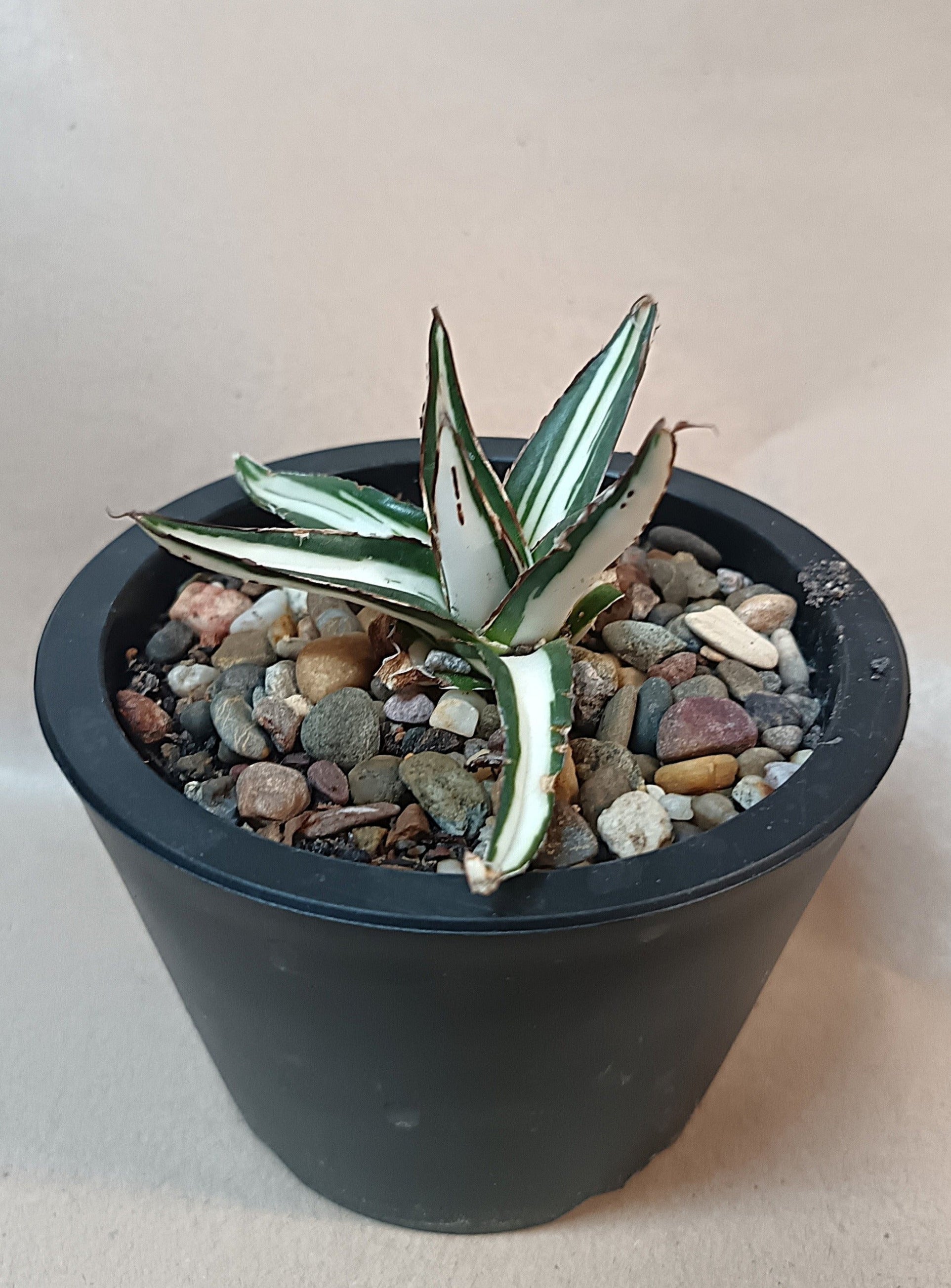 Agave victoriae-reginae mediopicta alba #1