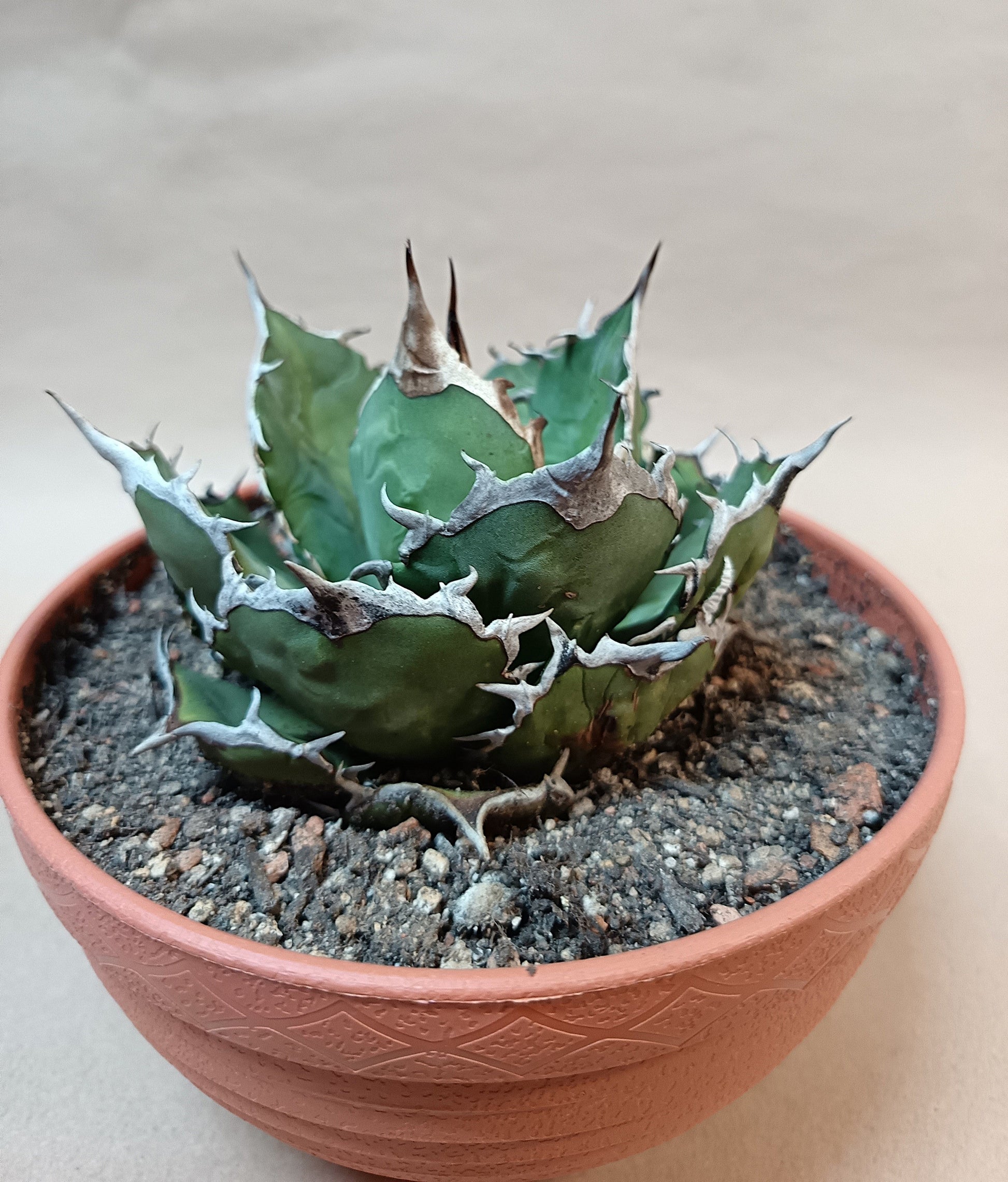 Agave titanota FO-076 – 10cm