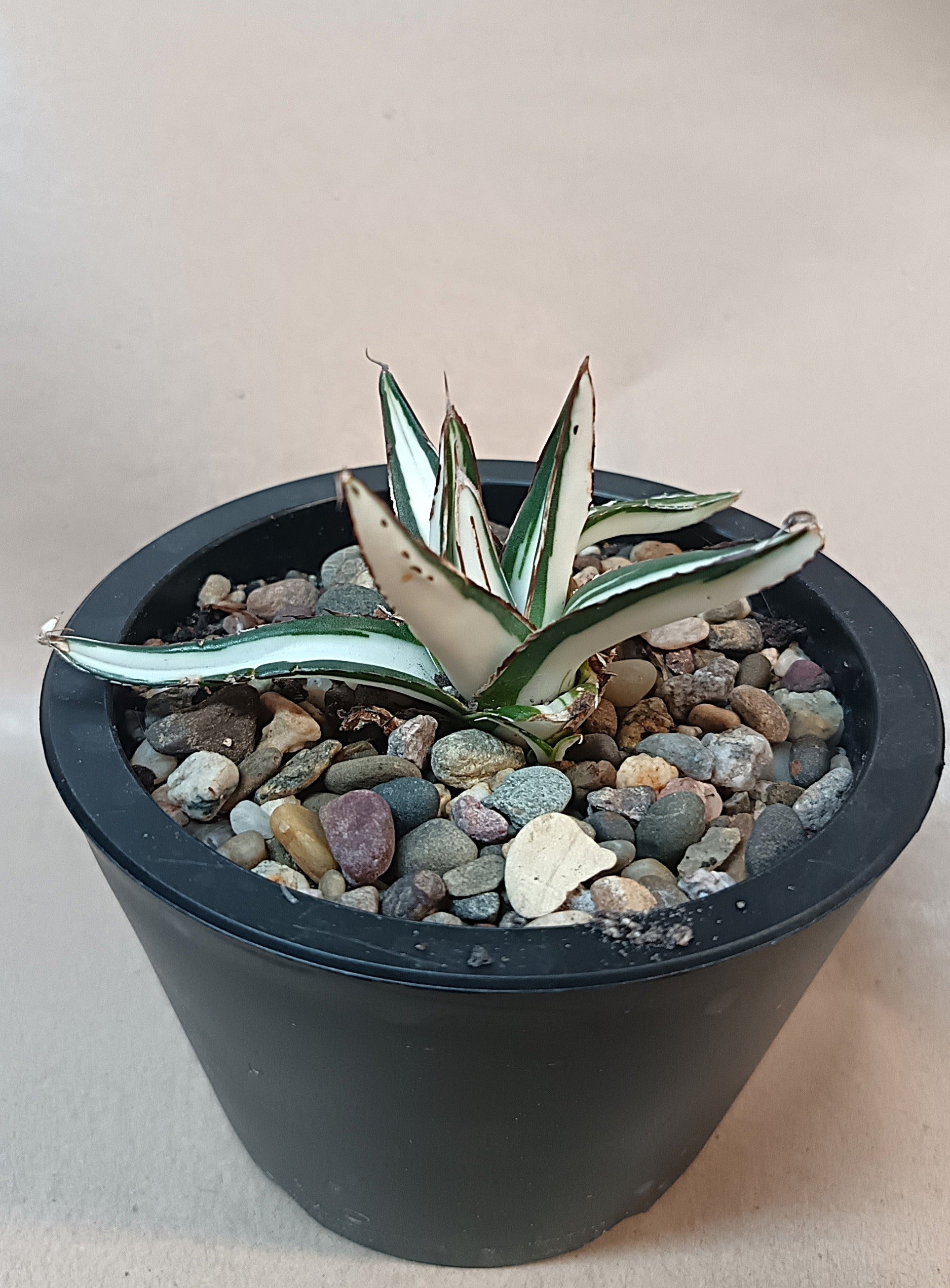 Agave victoriae-reginae mediopicta alba #1