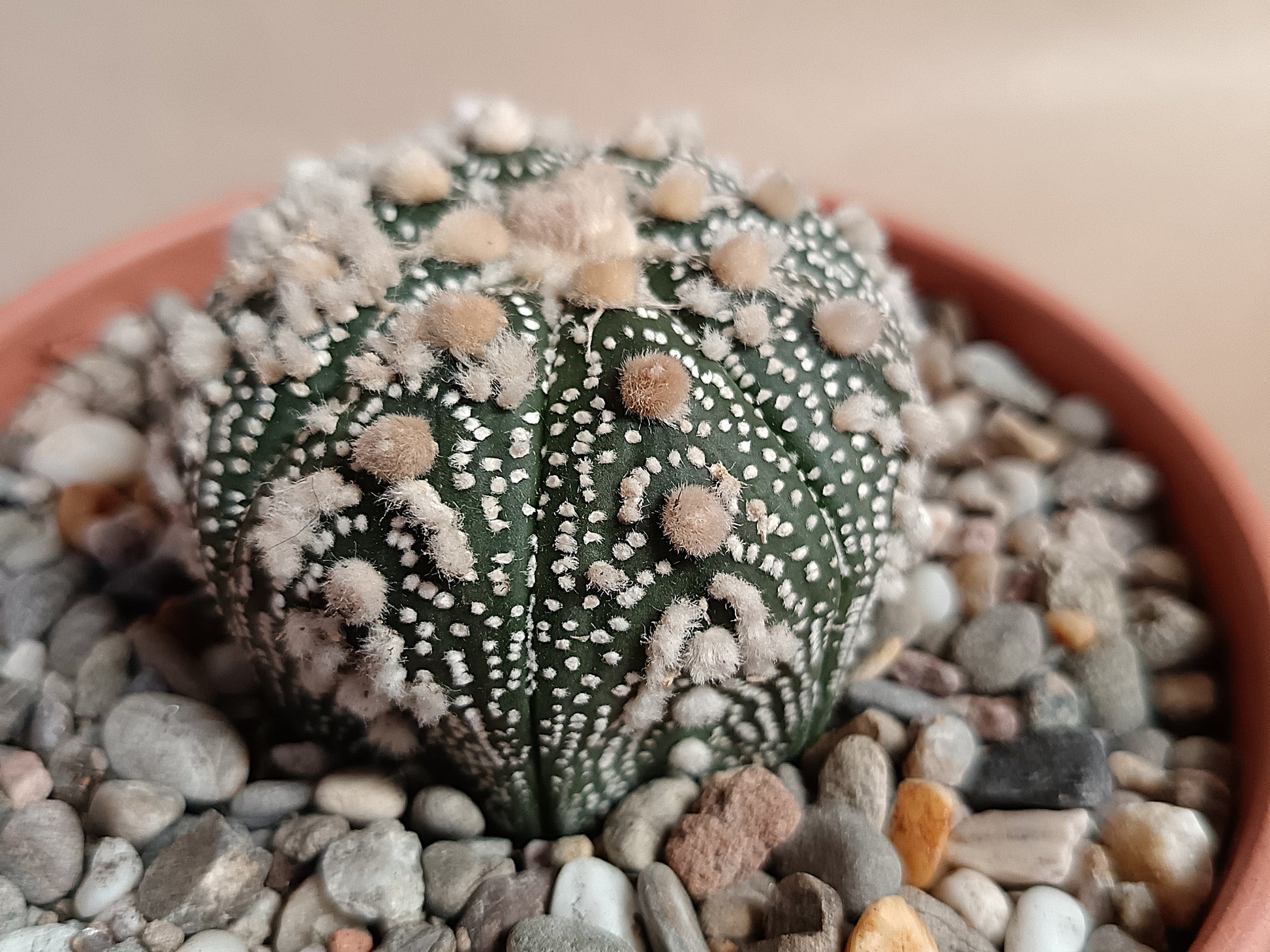 Astrophytum asterias 'Hanazono Kabuto' #2
