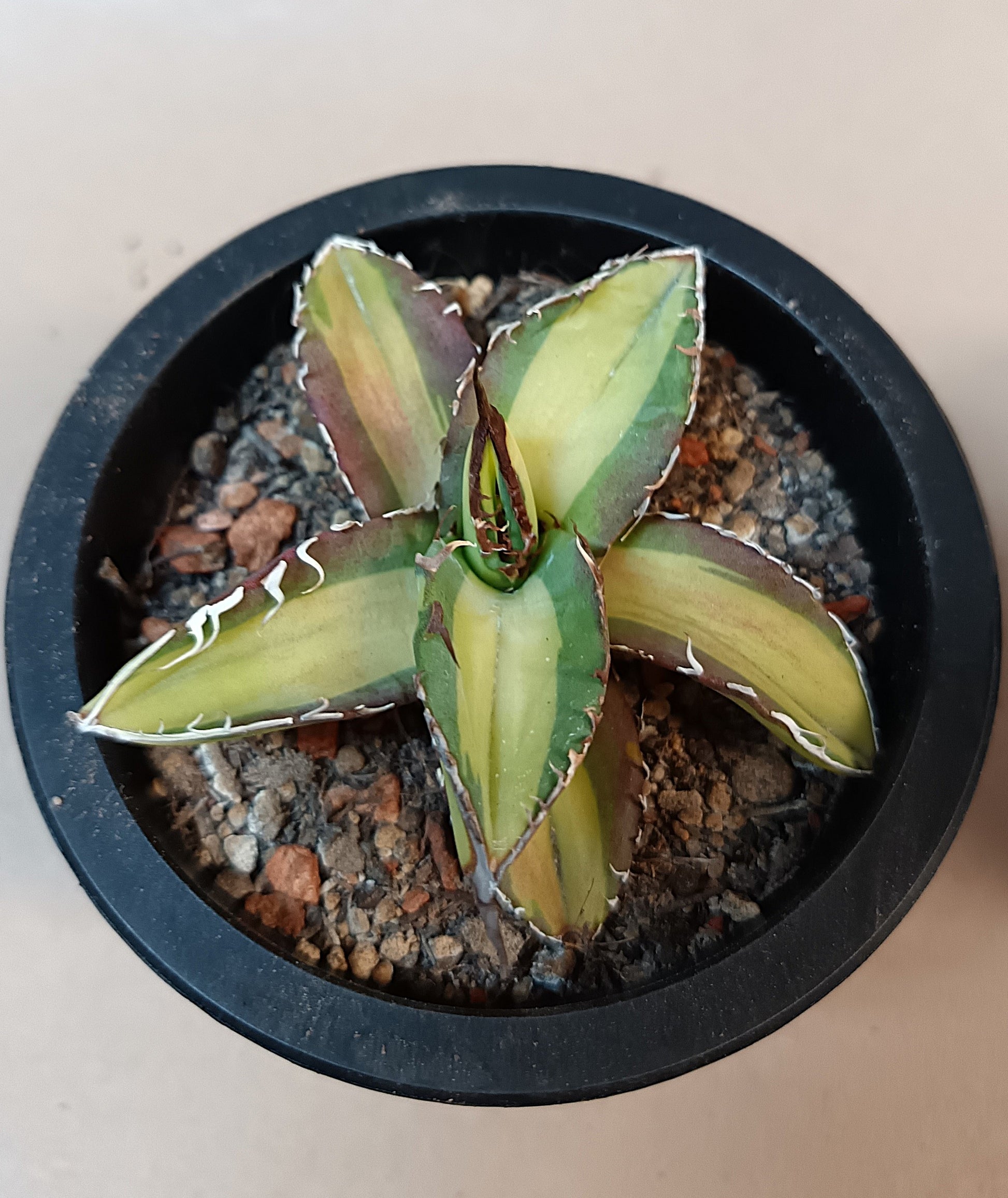 Agave titanota 'Yama Kame' variegata – Ø ca. 7 cm #1