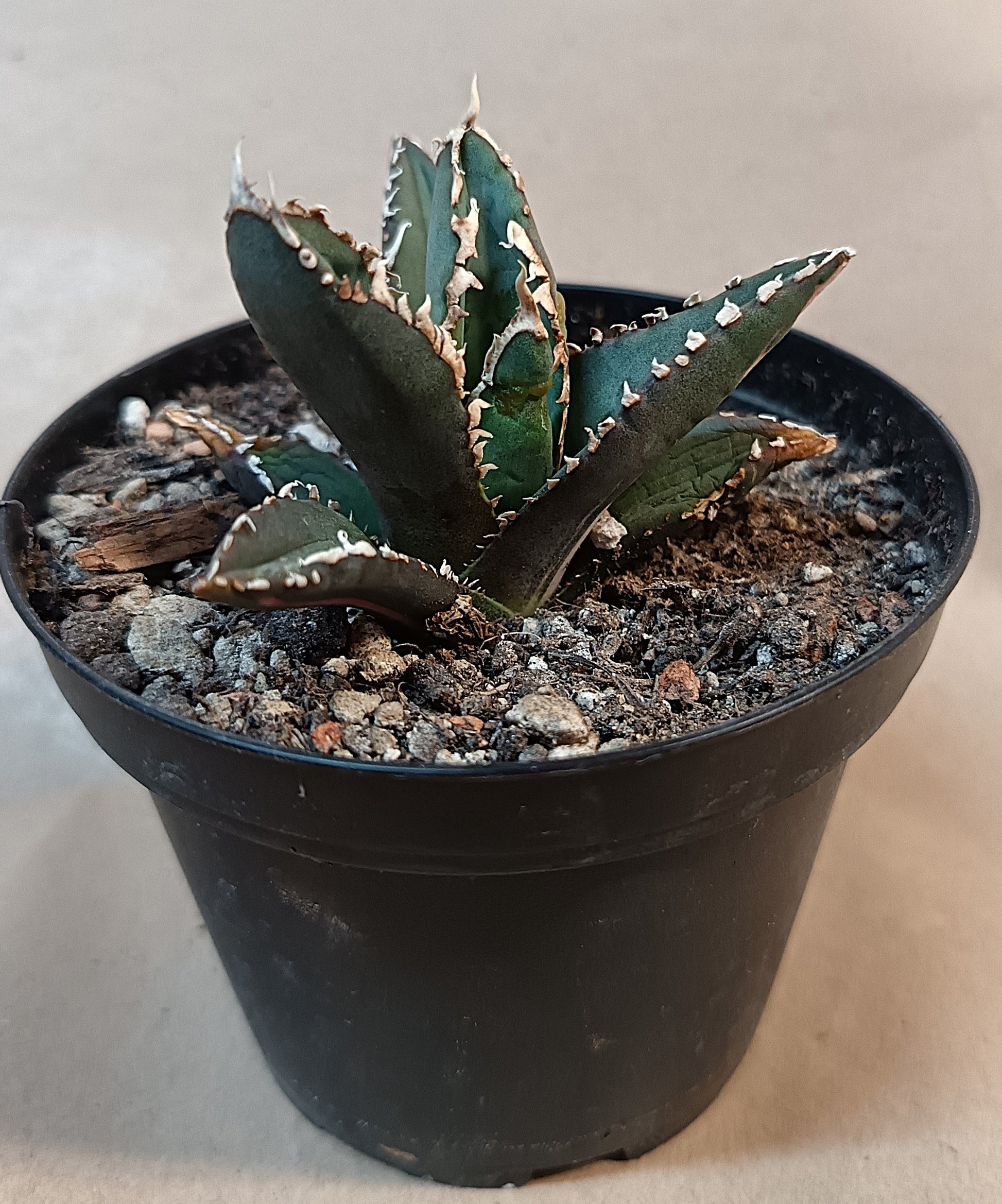 Agave titanota ‘Werewolf’  purple-striped clone #11