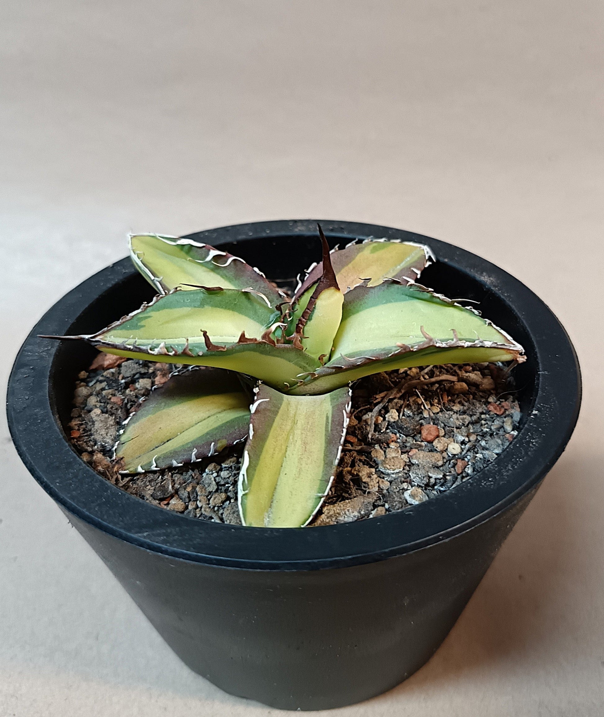 Agave titanota 'Yama Kame' variegata – Ø ca. 7 cm #1