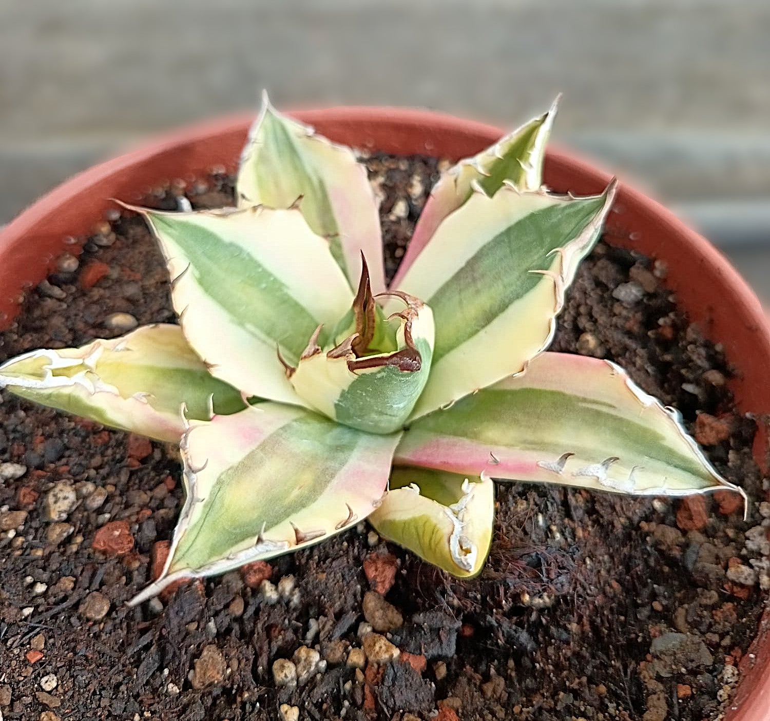 Agave titanota 'Snaggle Tooth' f. variegata  #2