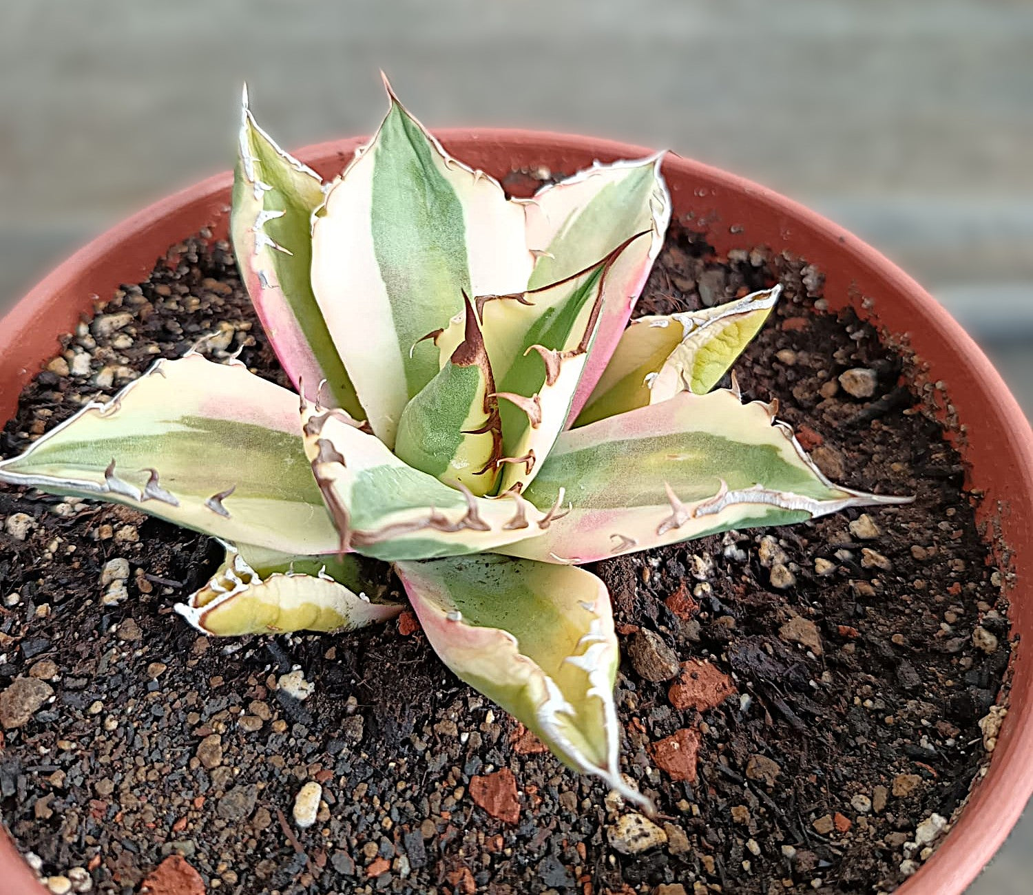 Agave titanota 'Snaggle Tooth' f. variegata  #2