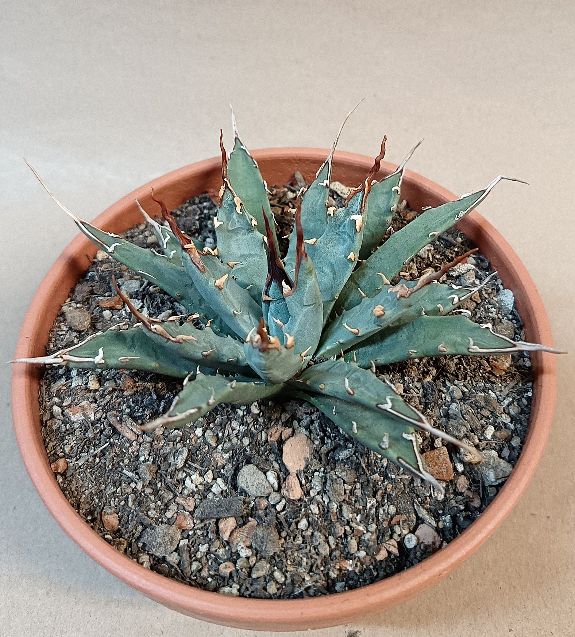Agave utahensis var. eborispina / ca. 10 cm #1