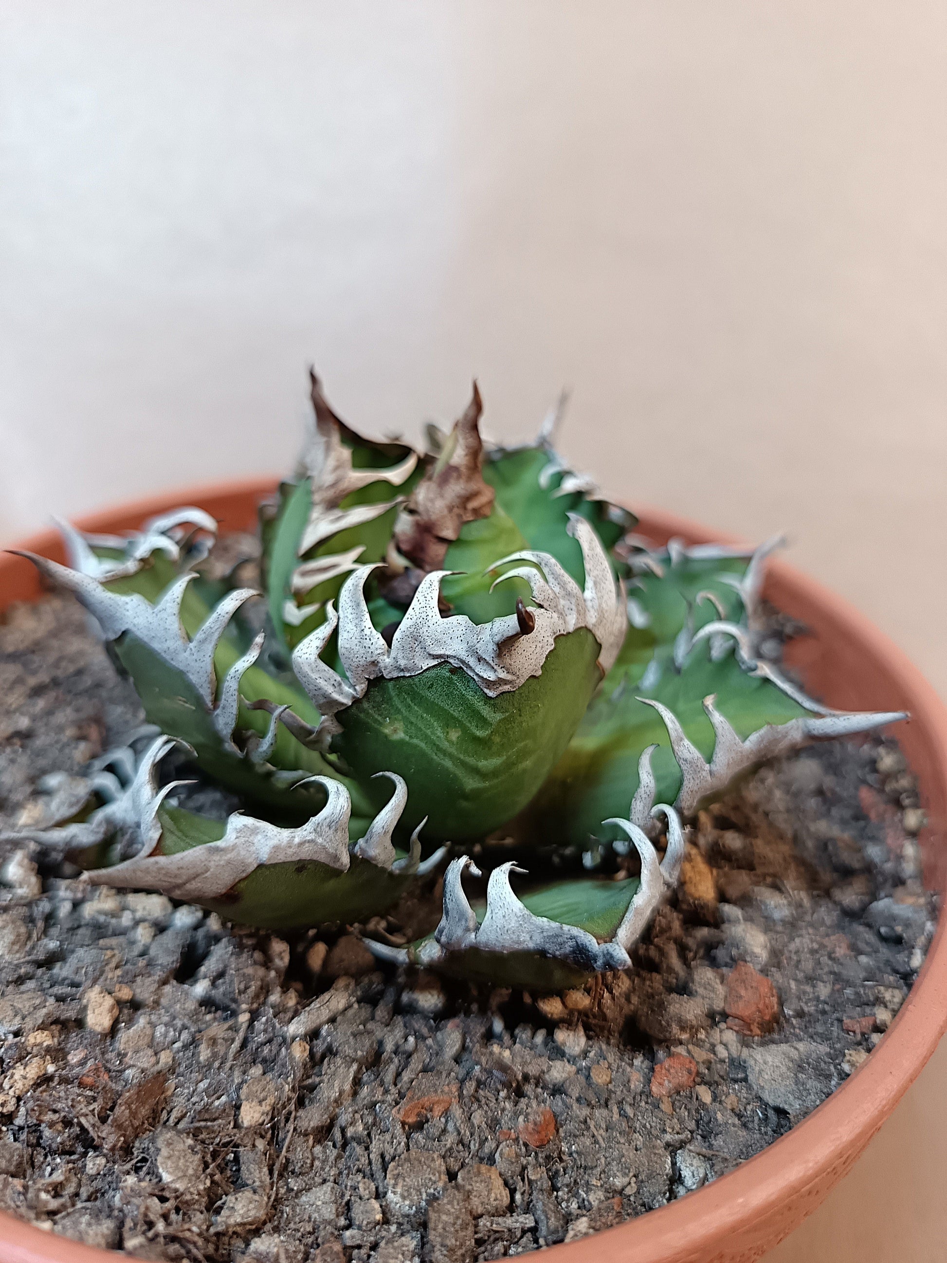 Agave titanota 'Red Catweezle' – 8–9 cm #1