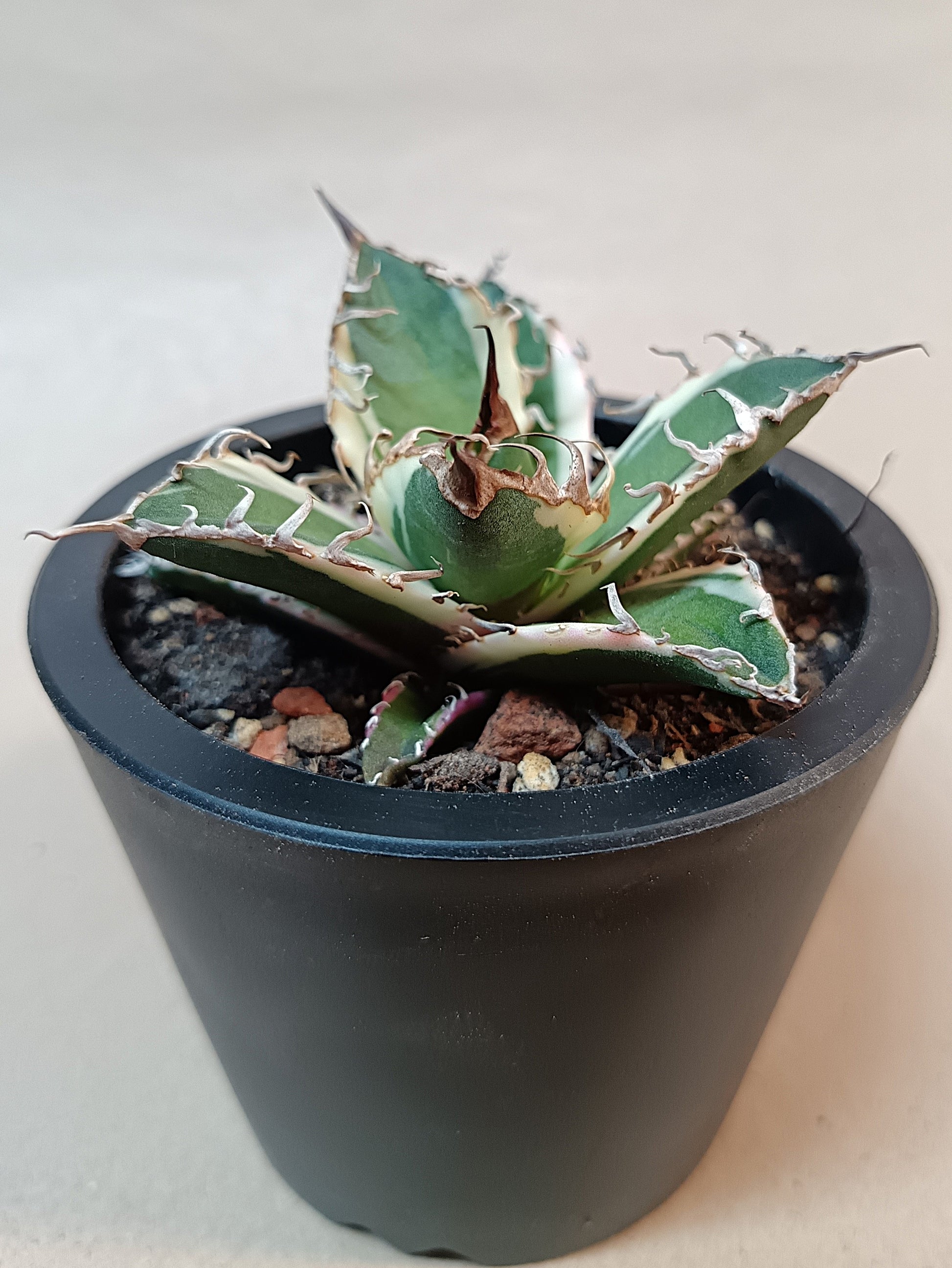 Agave titanota 'Caesar' Variegata – 7 cm #1