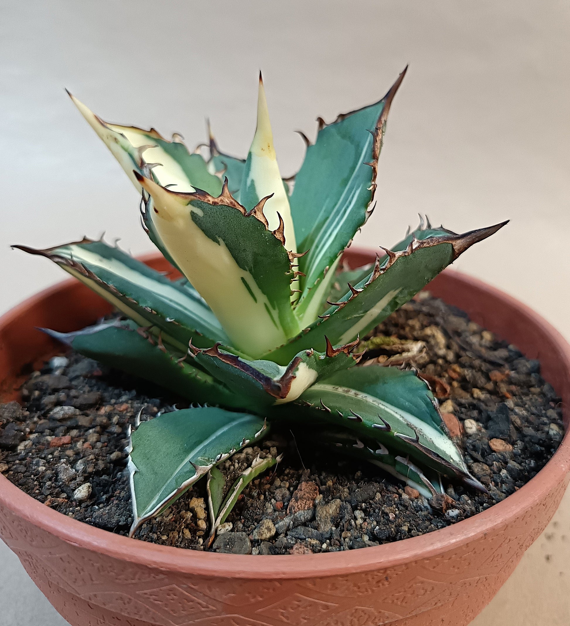 Agave titanota ' Kojima White Thorn' – 10 cm #1