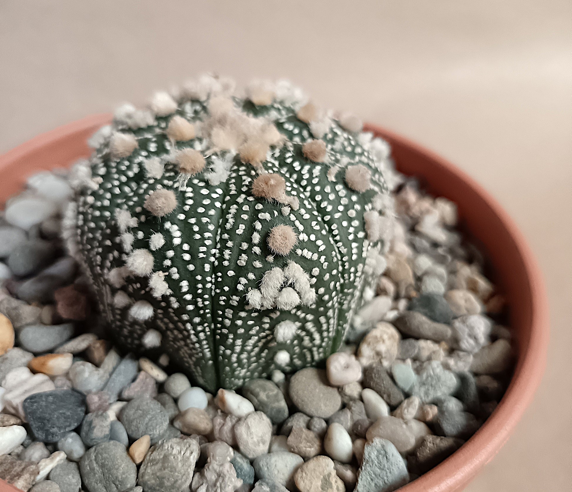 Astrophytum asterias 'Hanazono Kabuto' #2