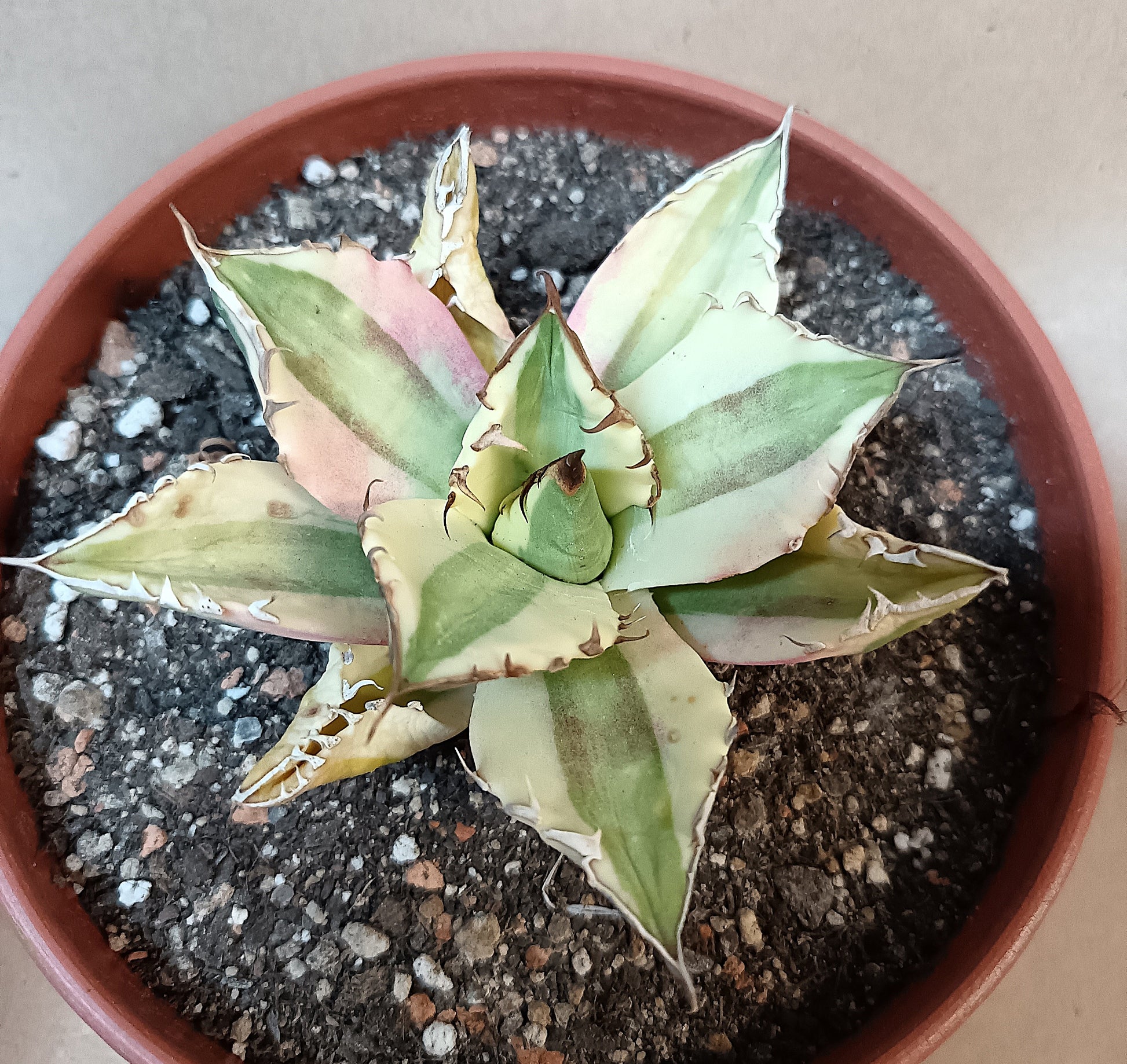 Agave titanota 'Snaggle Tooth' f. variegata  #4