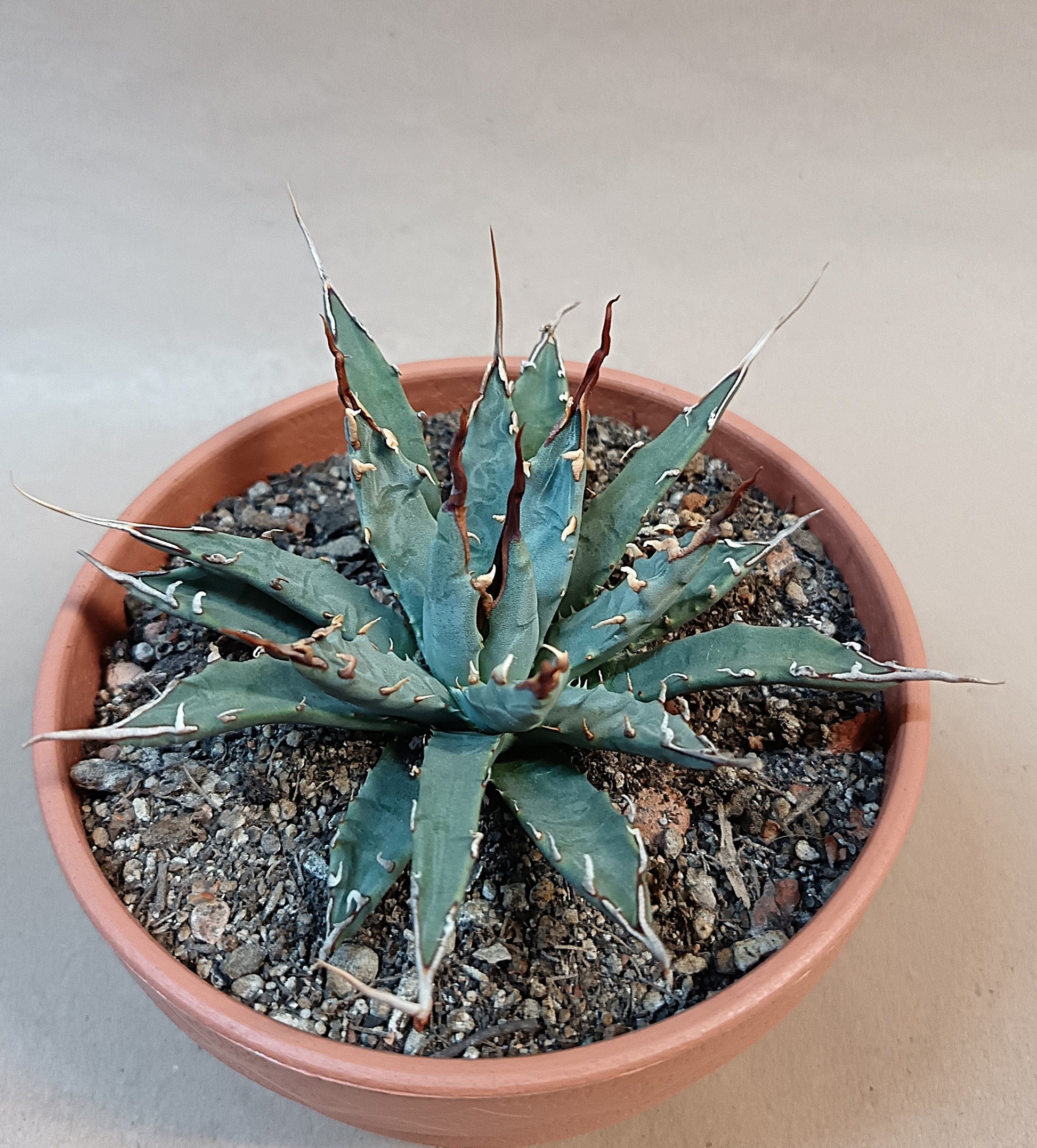 Agave utahensis var. eborispina / ca. 10 cm #1