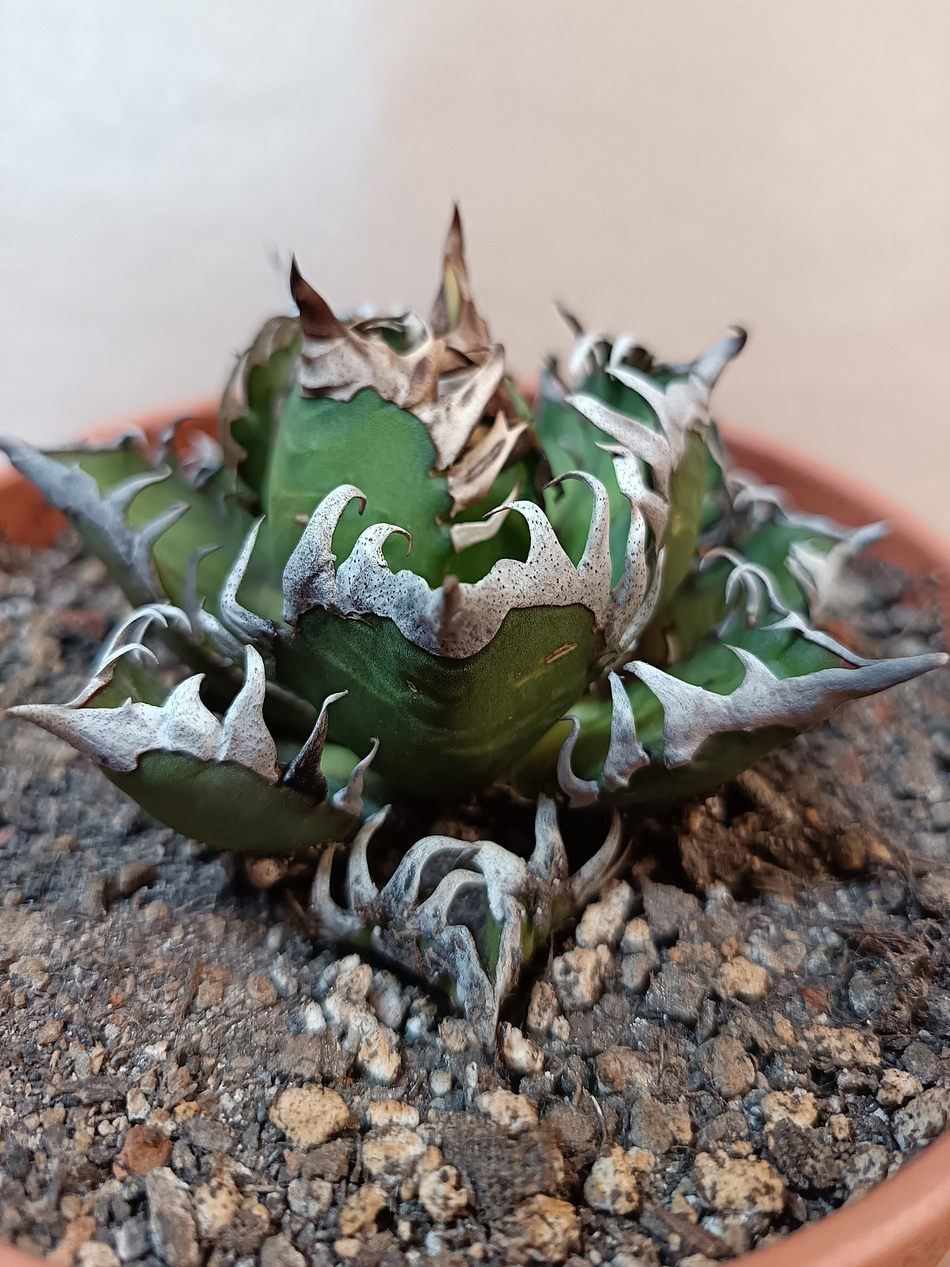 Agave titanota 'Red Catweezle' – 8–9 cm #1