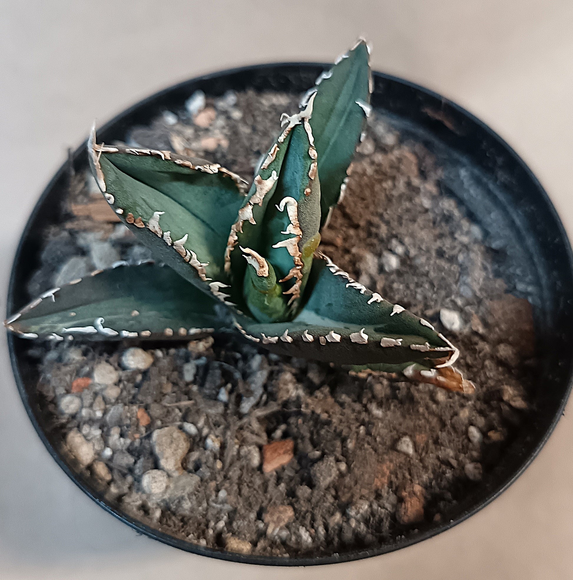 Agave titanota ‘Werewolf’  purple-striped clone #11