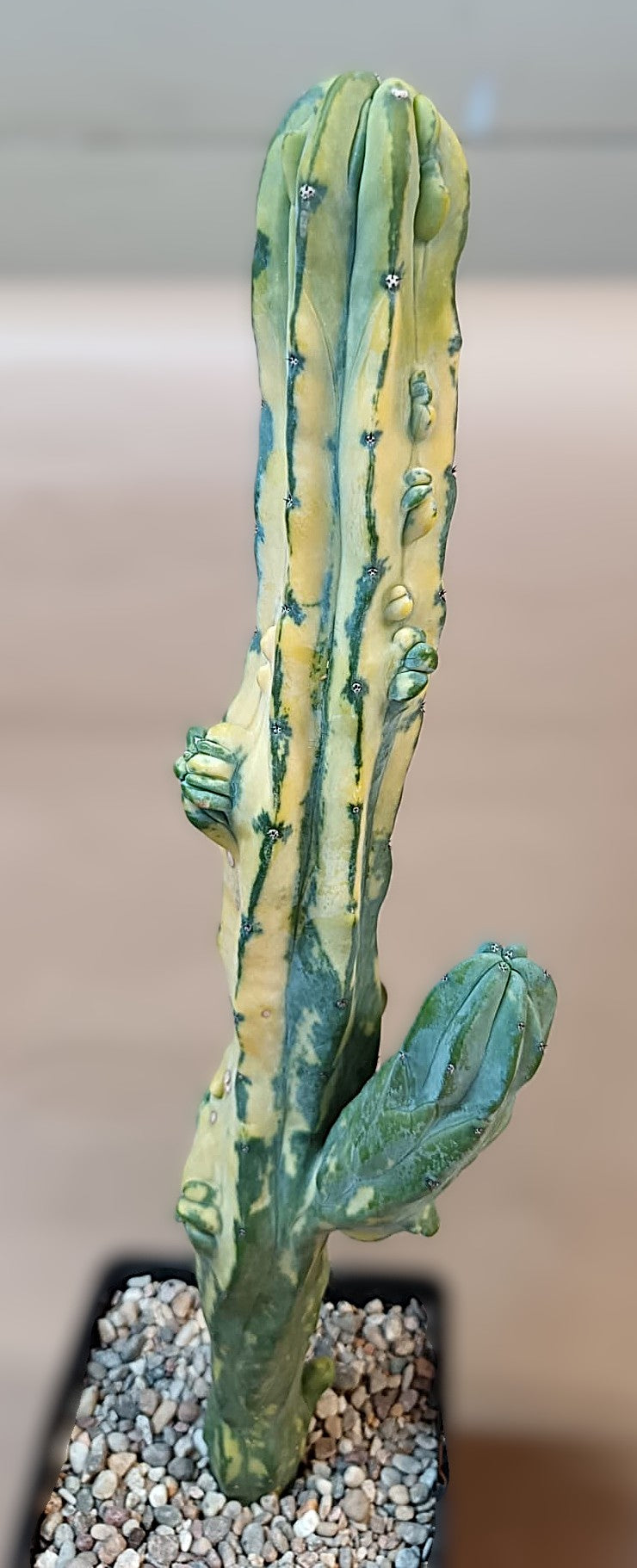 Myrtillocactus geometrizans f. variegata #1