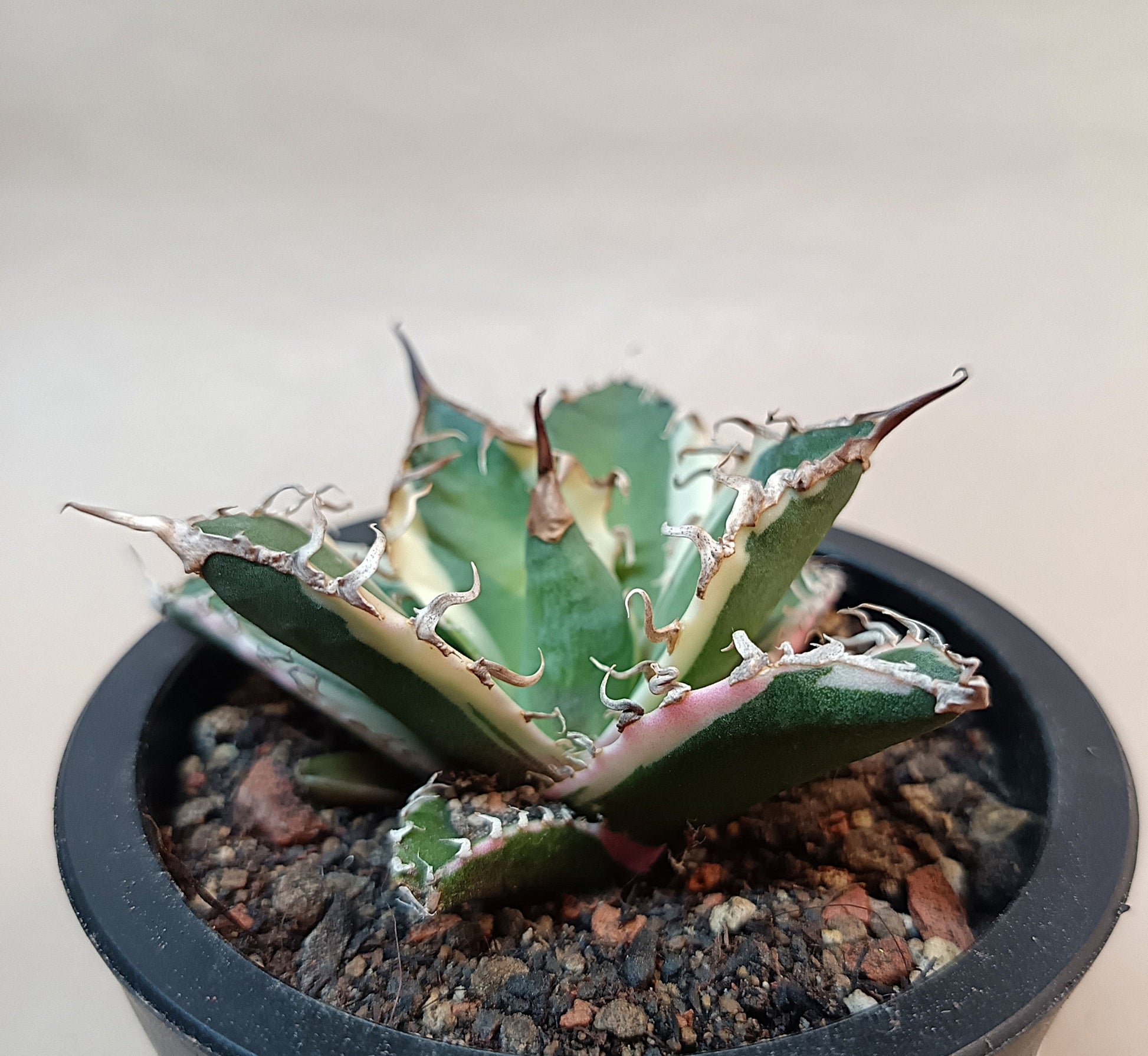 Agave titanota 'Caesar' Variegata – 7 cm #1