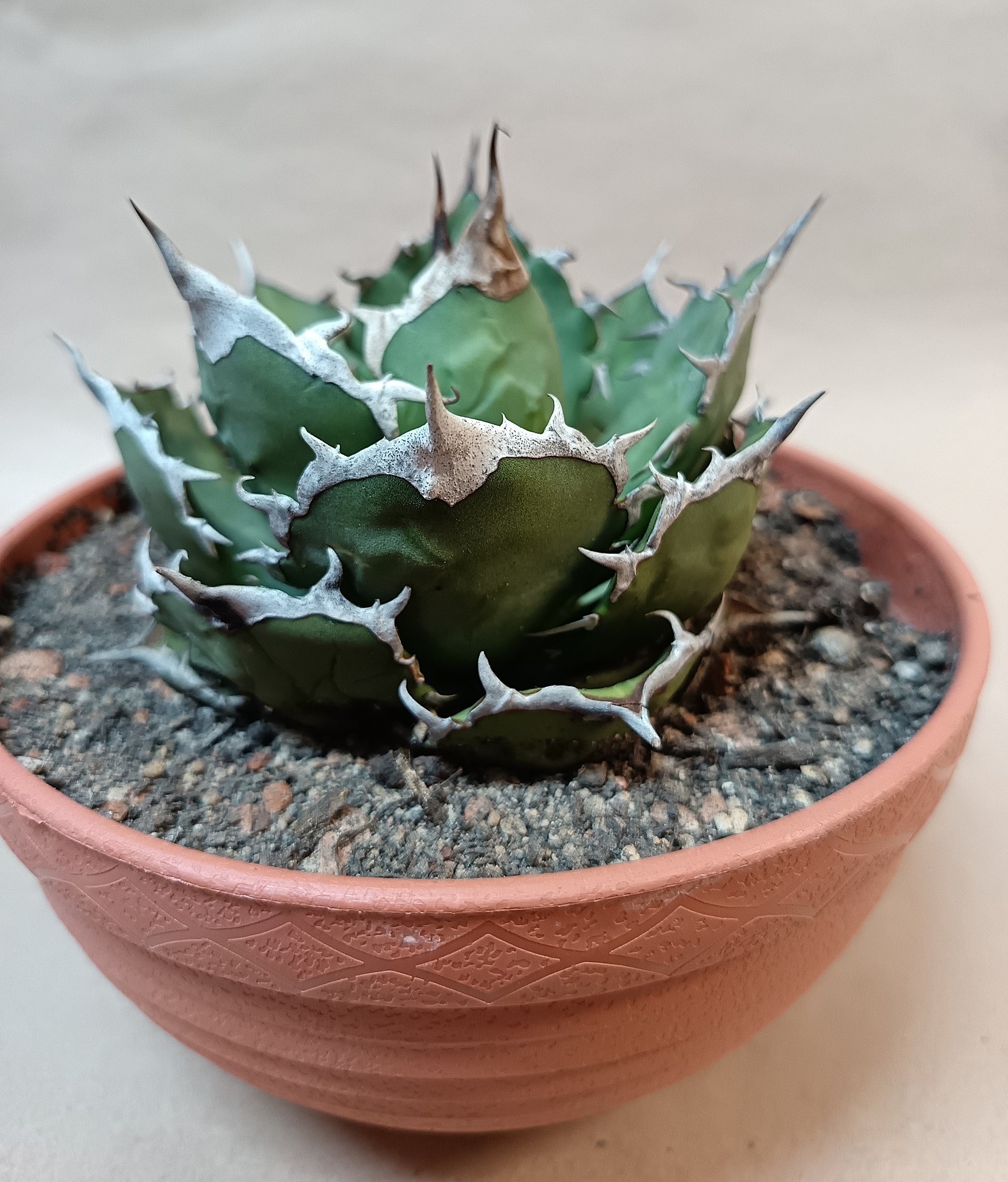 Agave titanota FO-076 – 10cm