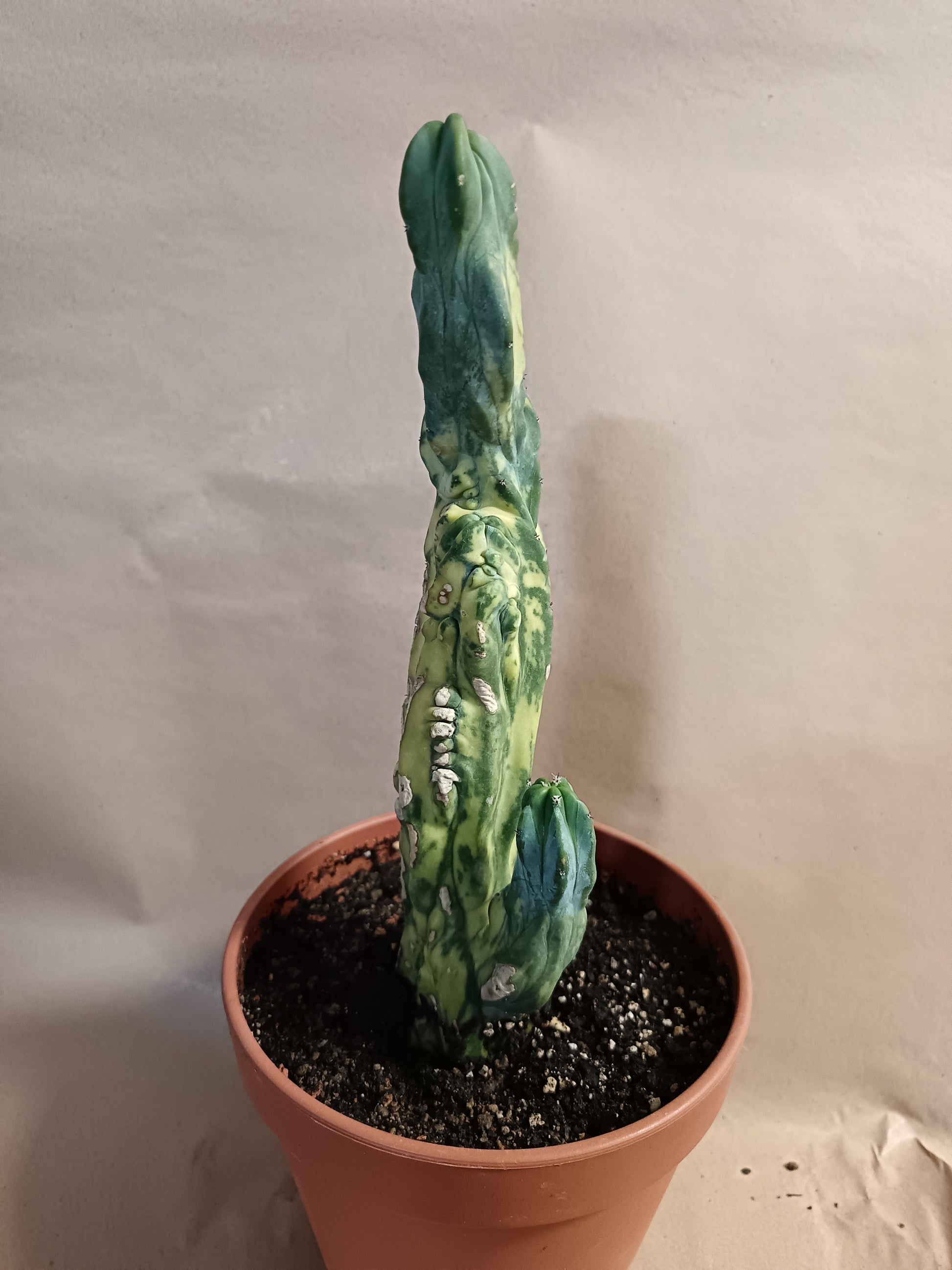 Myrtillocactus geometrizans f. variegata #1