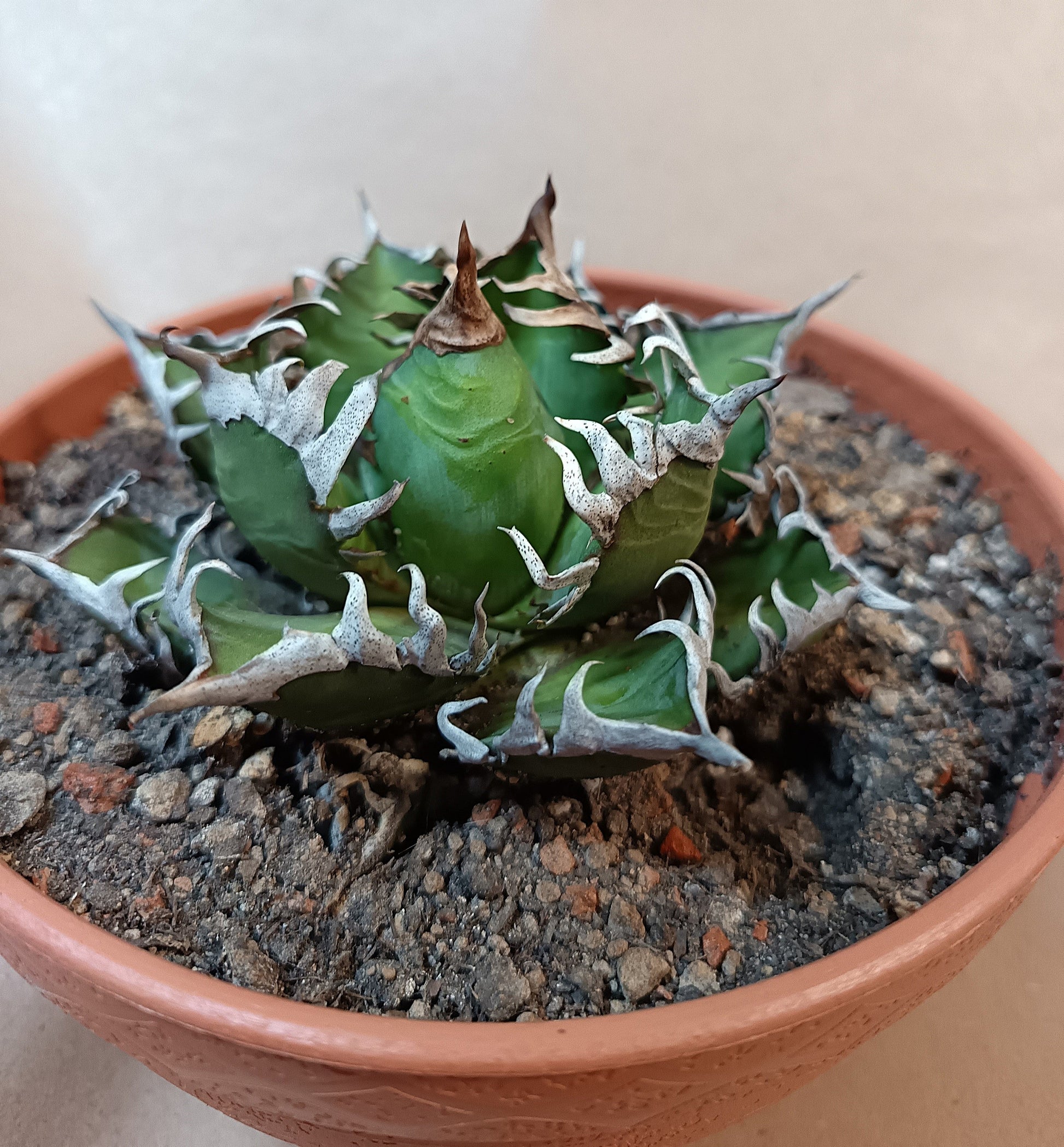 Agave titanota 'Red Catweezle' – 8–9 cm #1