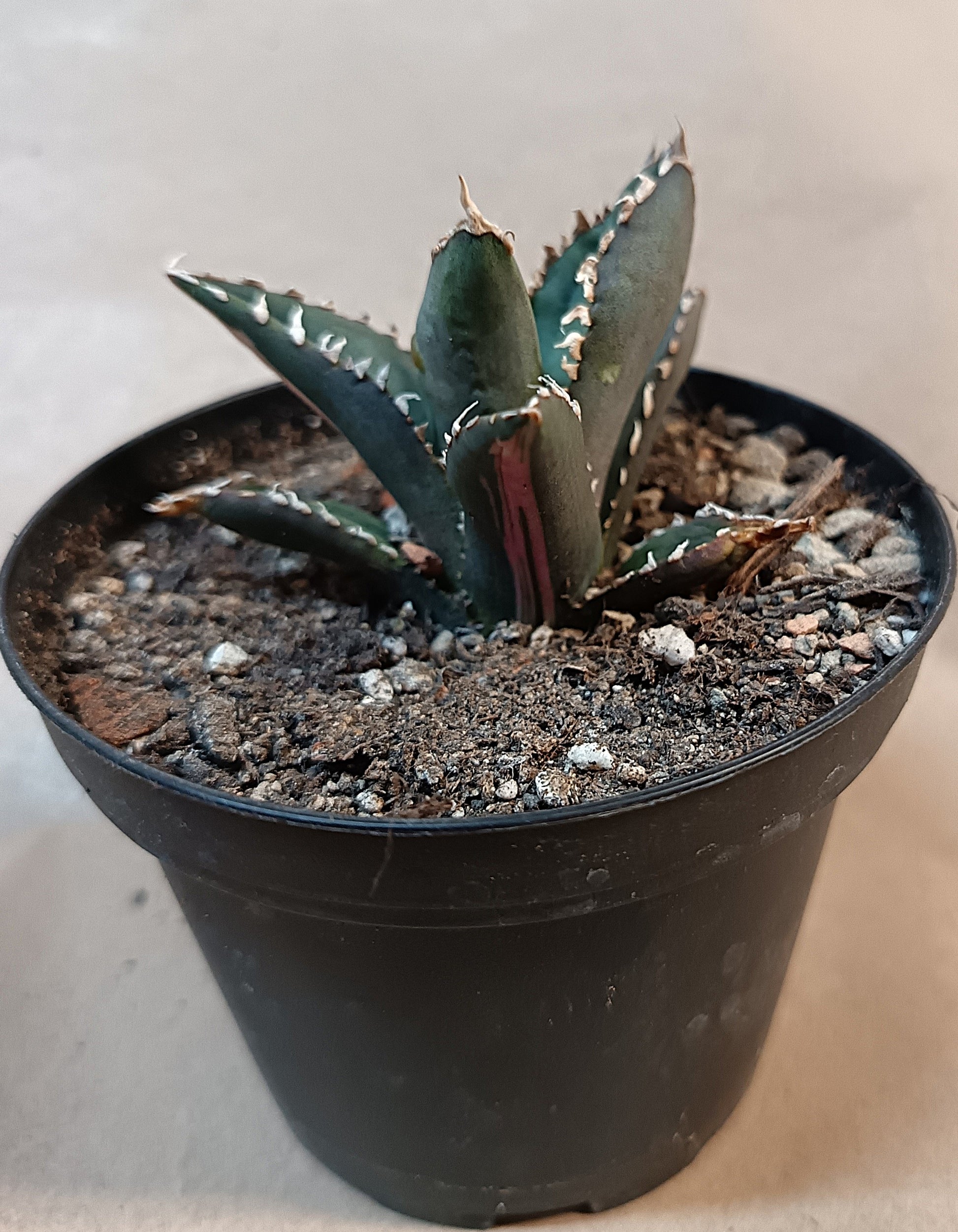 Agave titanota ‘Werewolf’  purple-striped clone #11