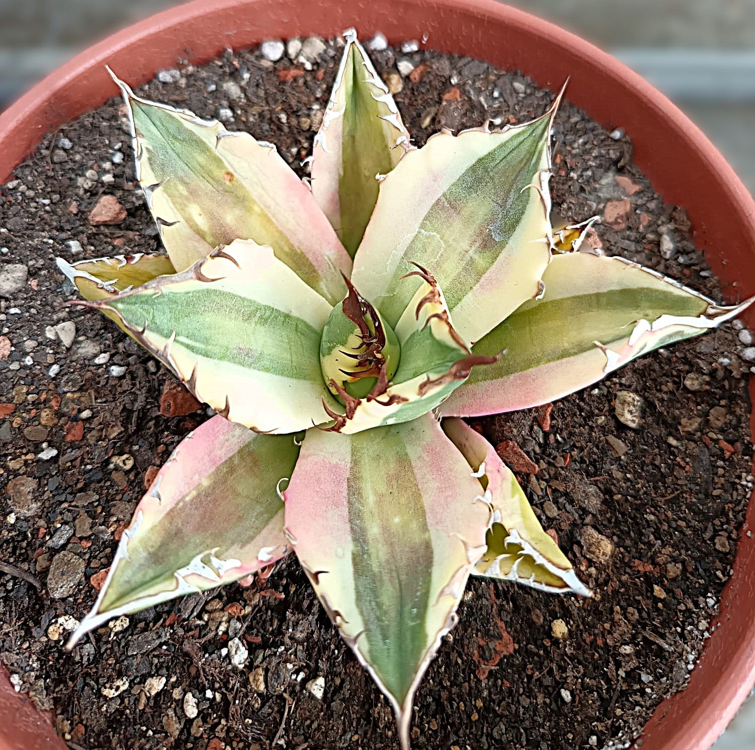 Agave titanota 'Snaggle Tooth' f. variegata  #2