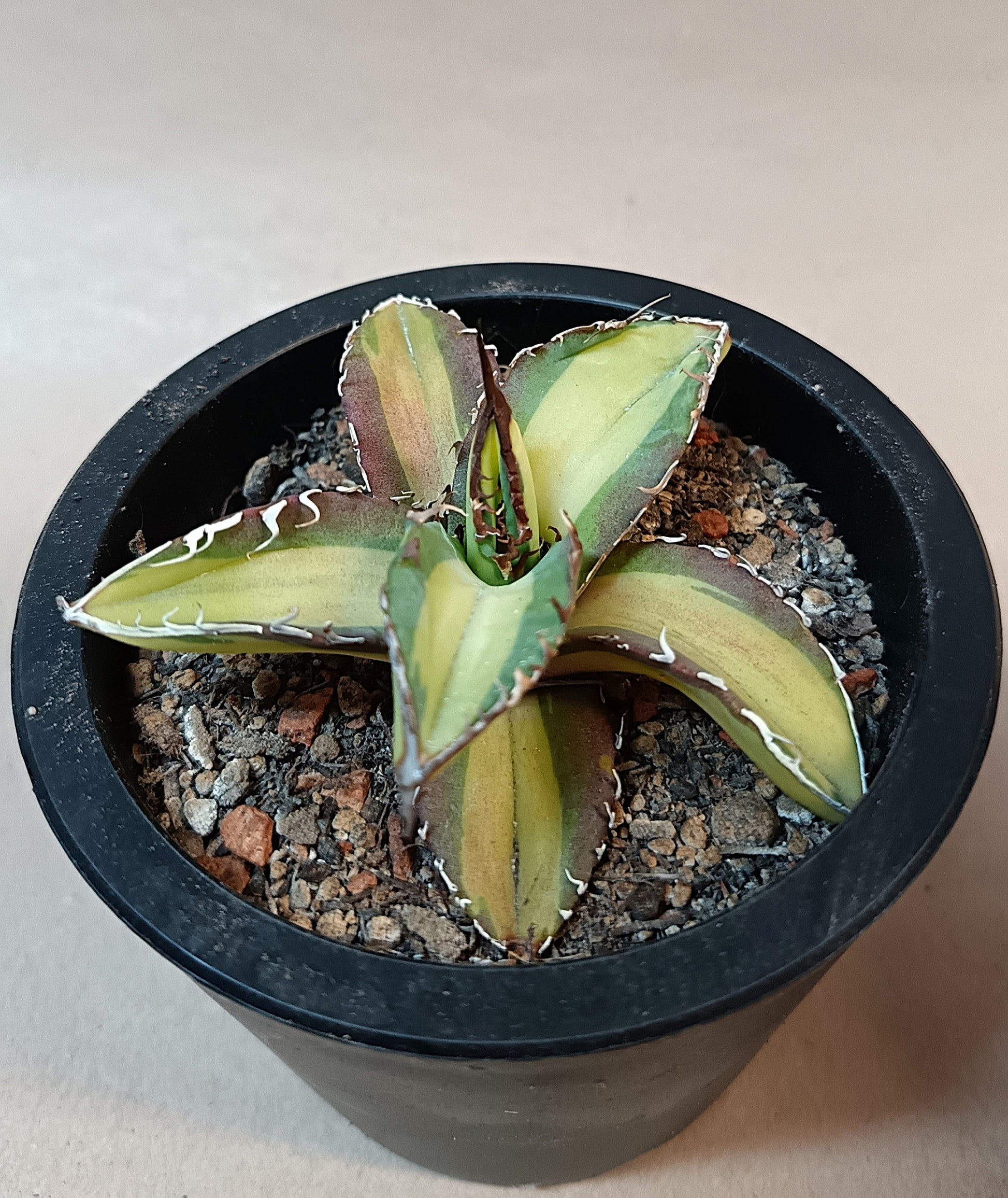 Agave titanota 'Yama Kame' variegata – Ø ca. 7 cm #1