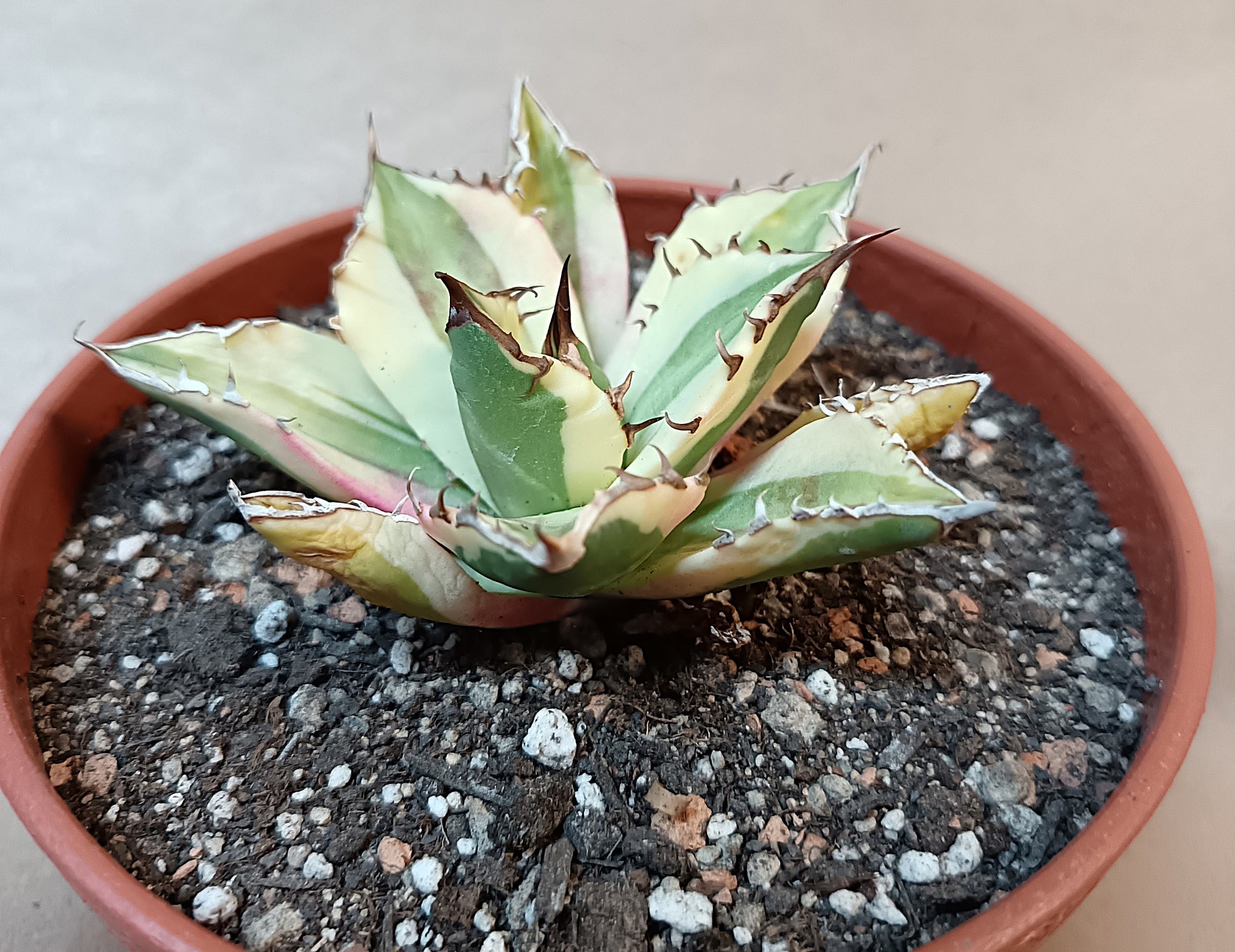 Agave titanota 'Snaggle Tooth' f. variegata  #4