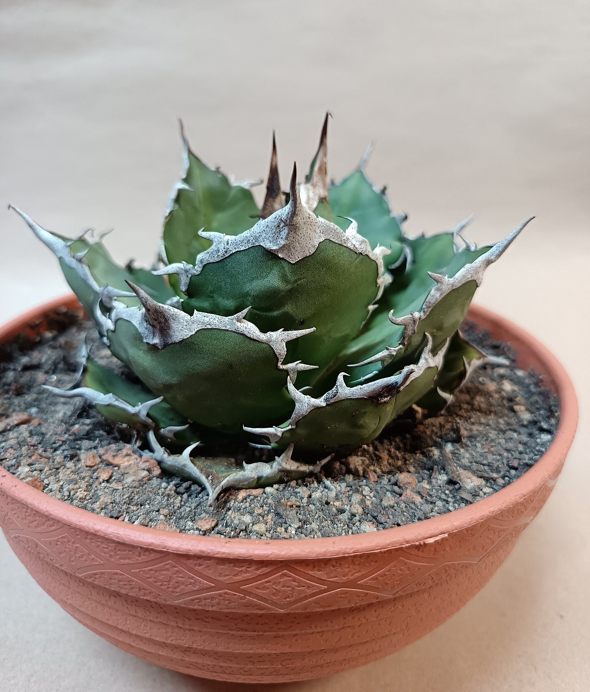 Agave titanota FO-076 – 10cm