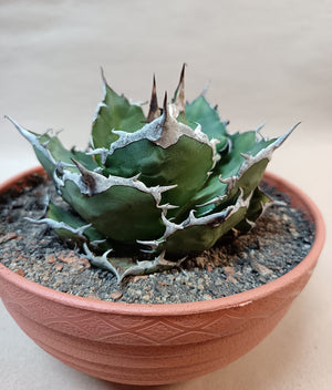 Agave titanota FO-076 – 10cm #1