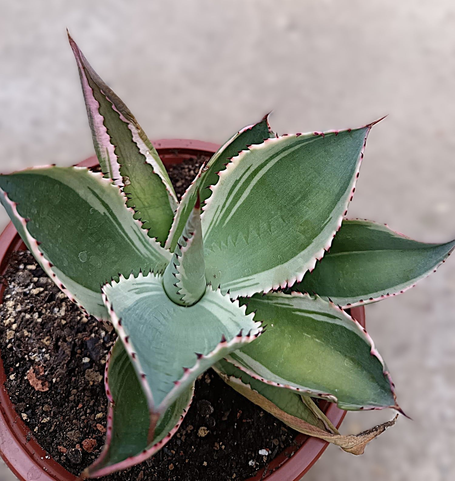 Agave celsii 'Multicolor' #1