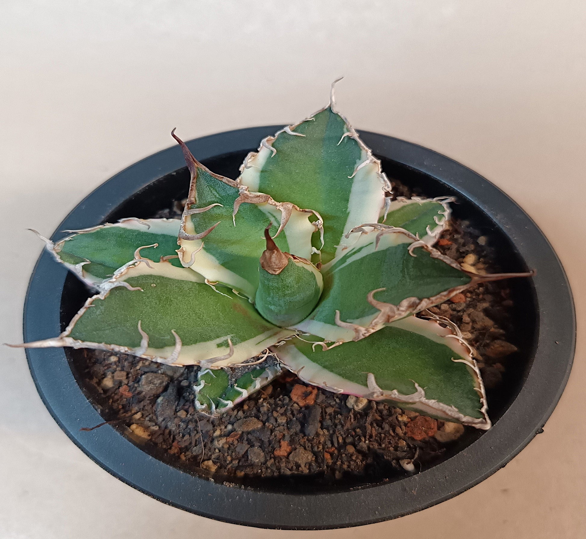 Agave titanota 'Caesar' Variegata – 7 cm #1