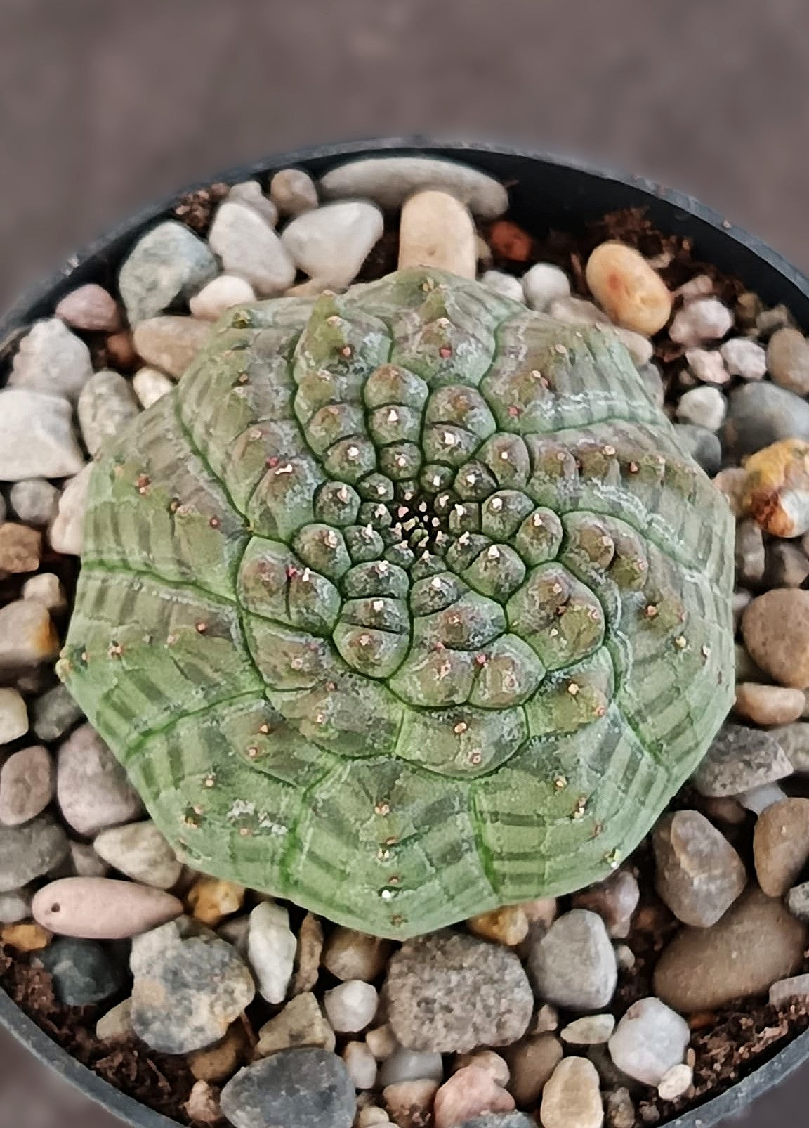 Euphorbia obesa 'kikko'