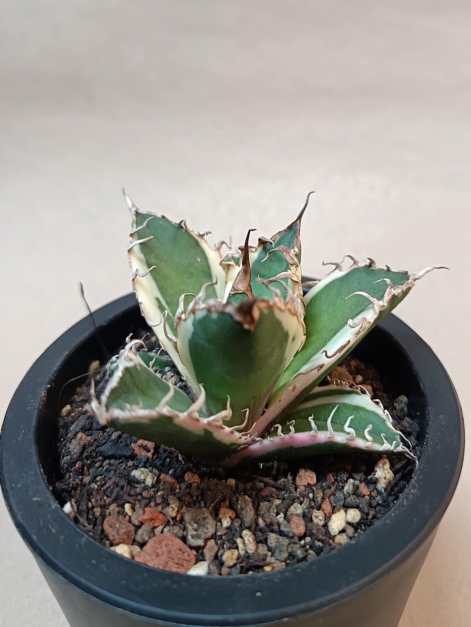 Agave titanota 'Caesar' Variegata – 7 cm #1