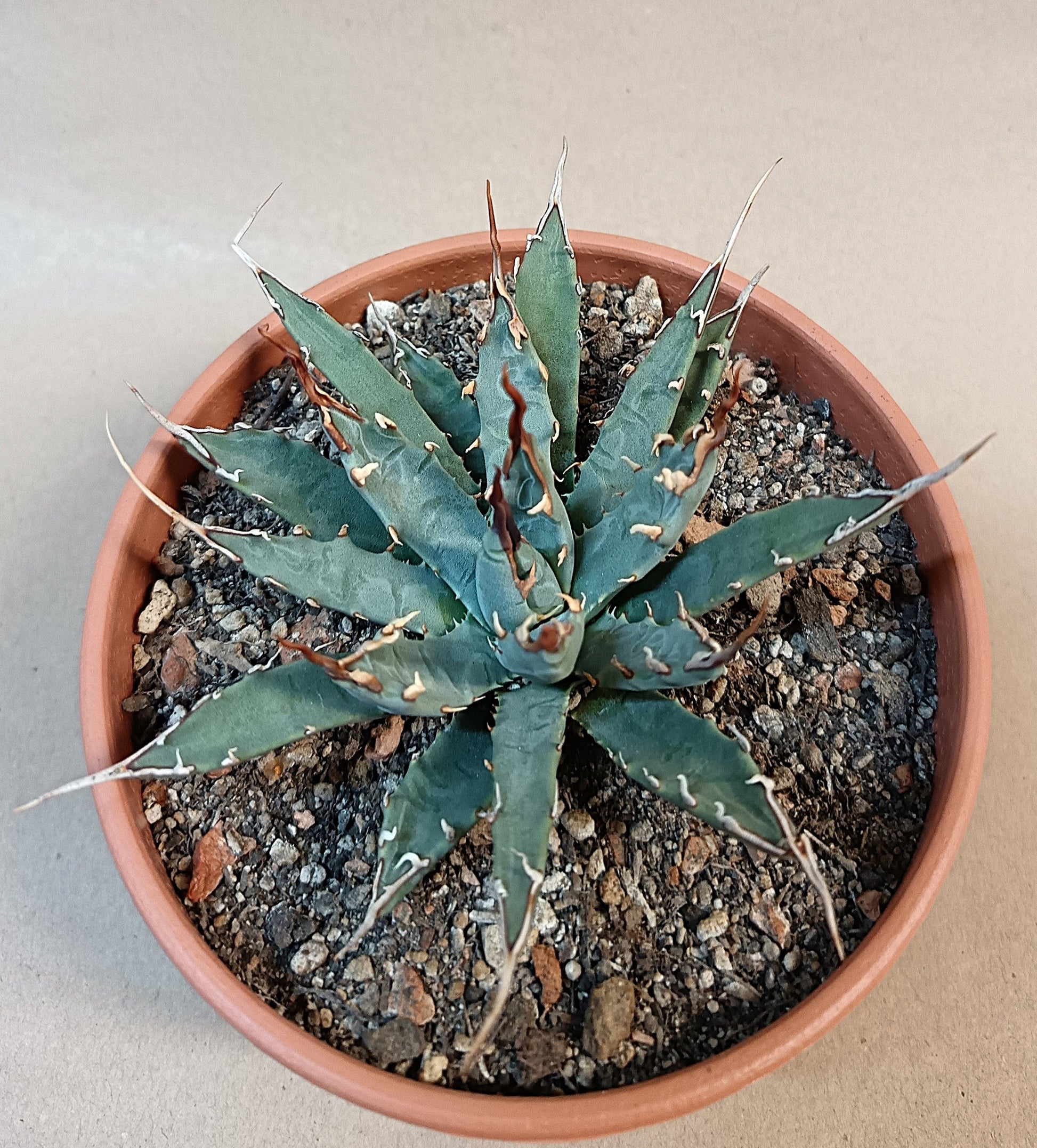 Agave utahensis var. eborispina / ca. 10 cm #1