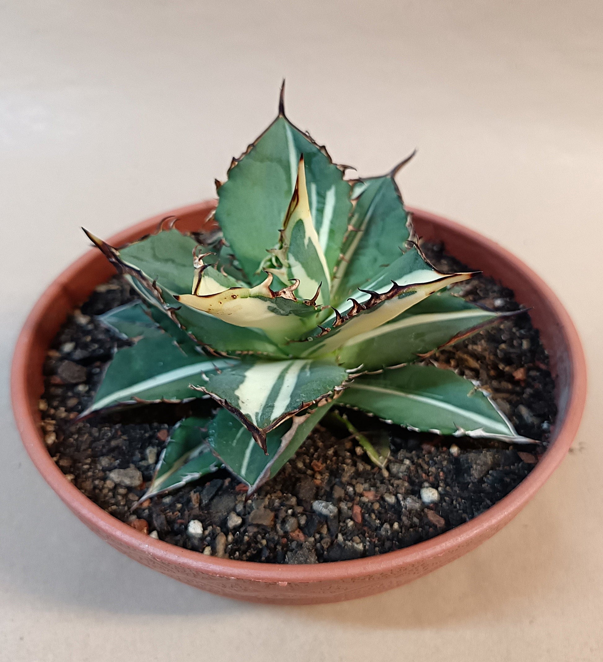 Agave titanota ' Kojima White Thorn' – 10 cm #1