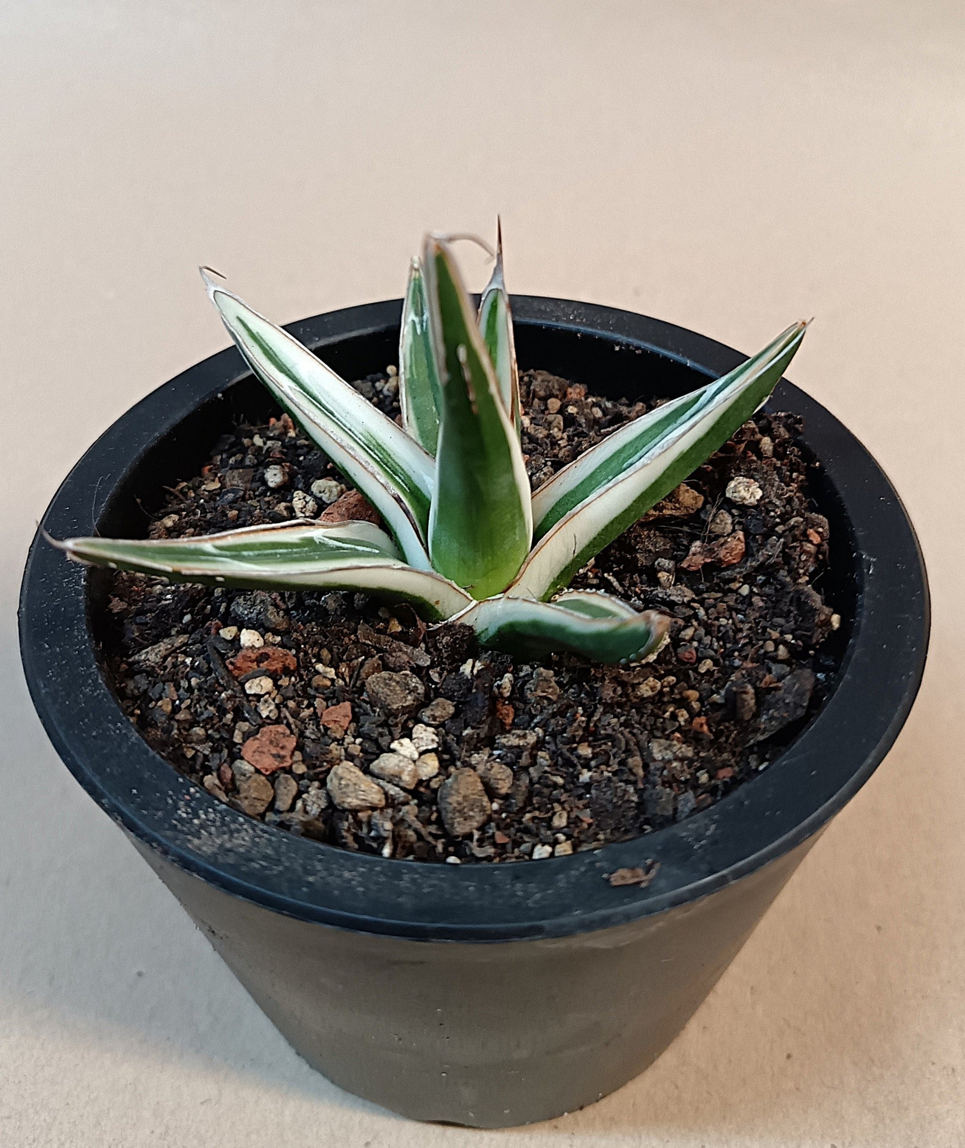 Agave victoriae-reginae 'White Rhino' – 6–7 cm #1